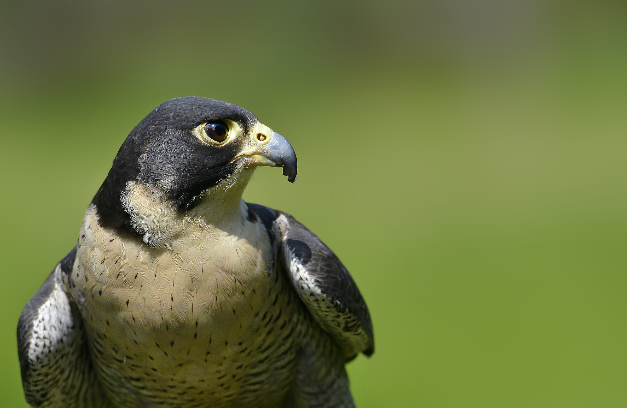 Peregrine FALCON * * * Recovered IN bad * * *