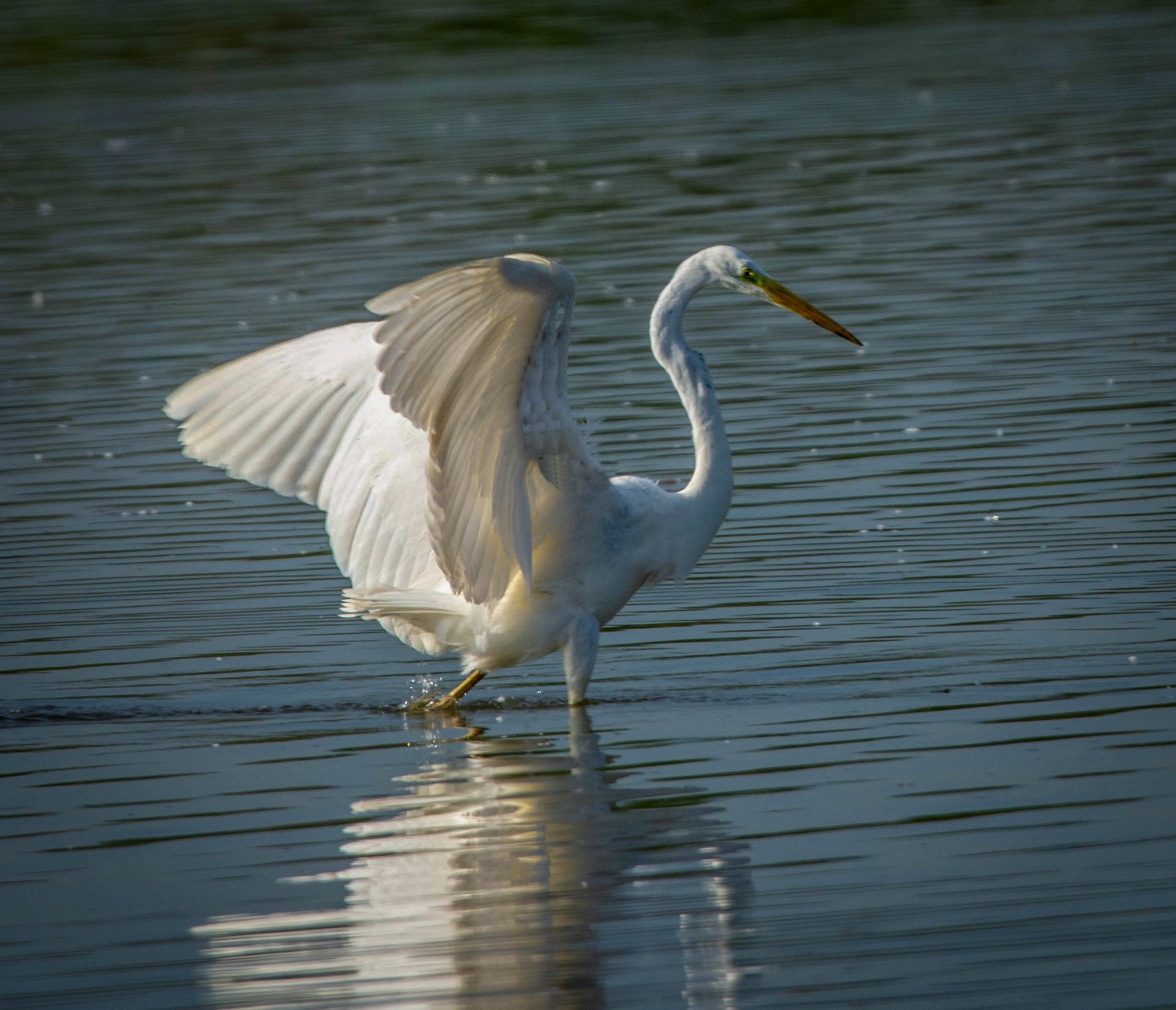 White Heron