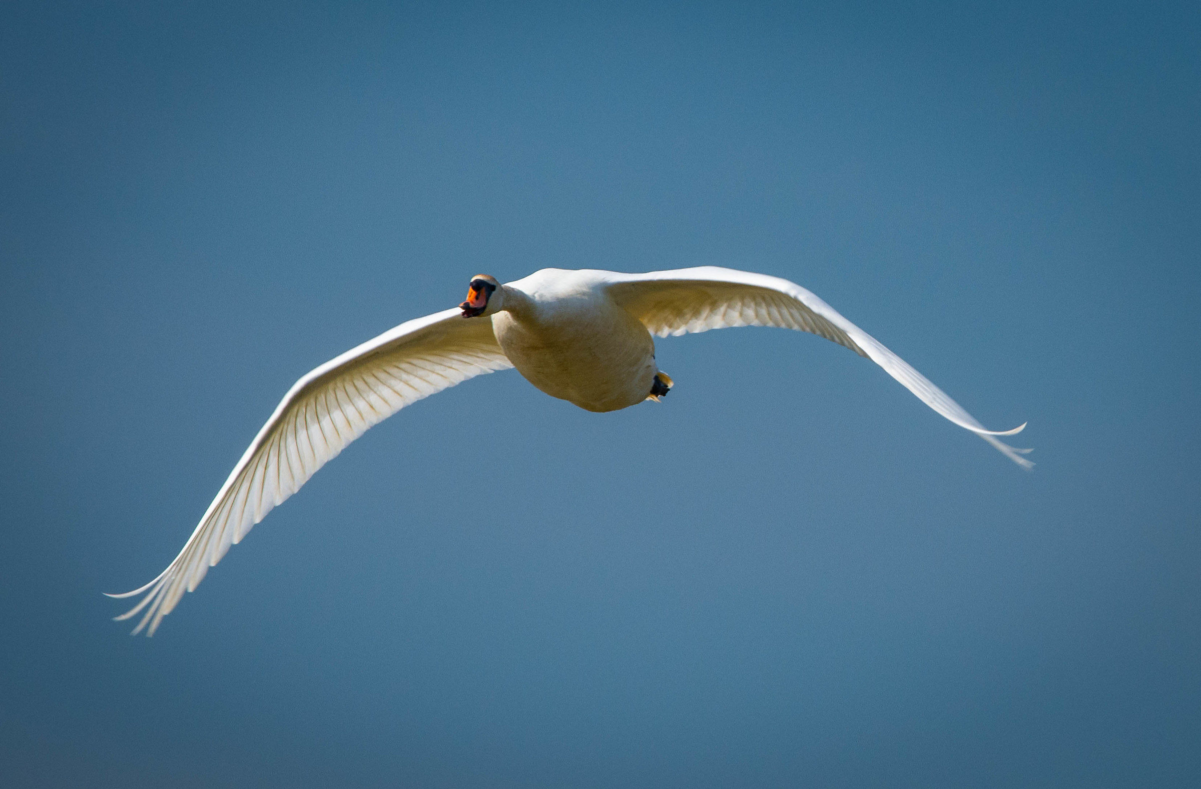 Royal Swan in flight