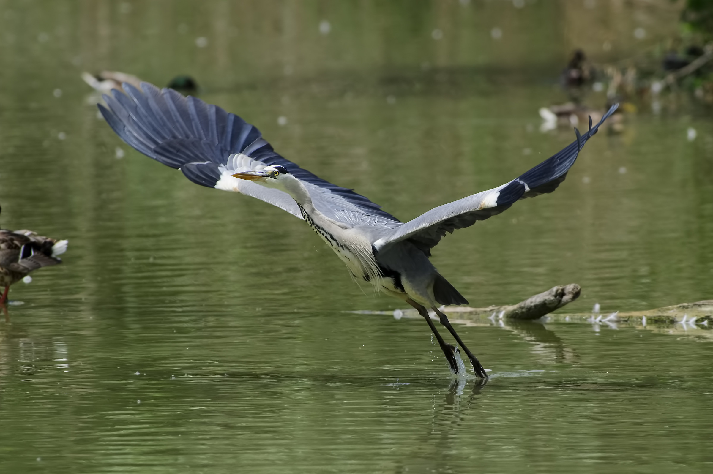 Heron Heron