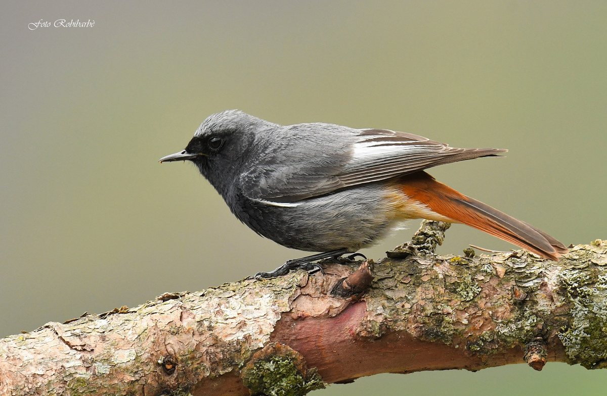 Redstart chimney Sweep...