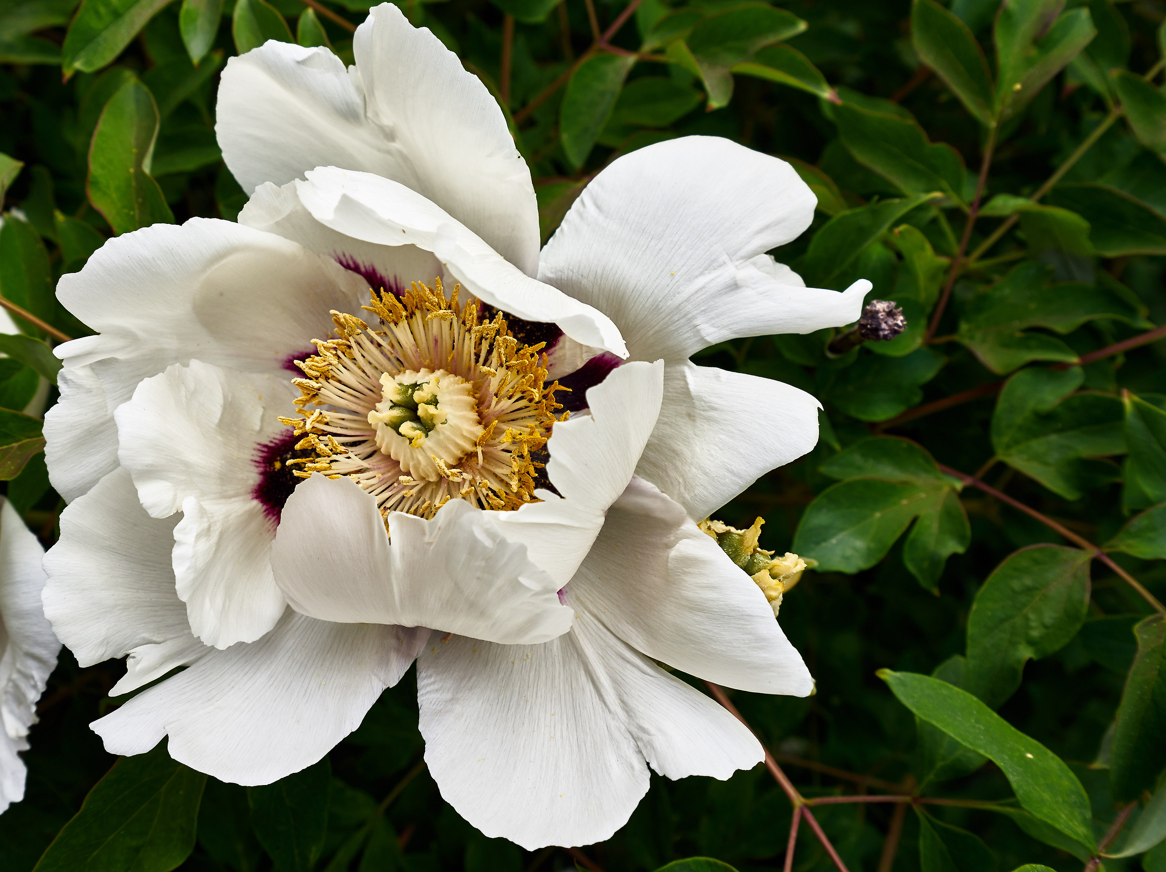 Esplosione di polline