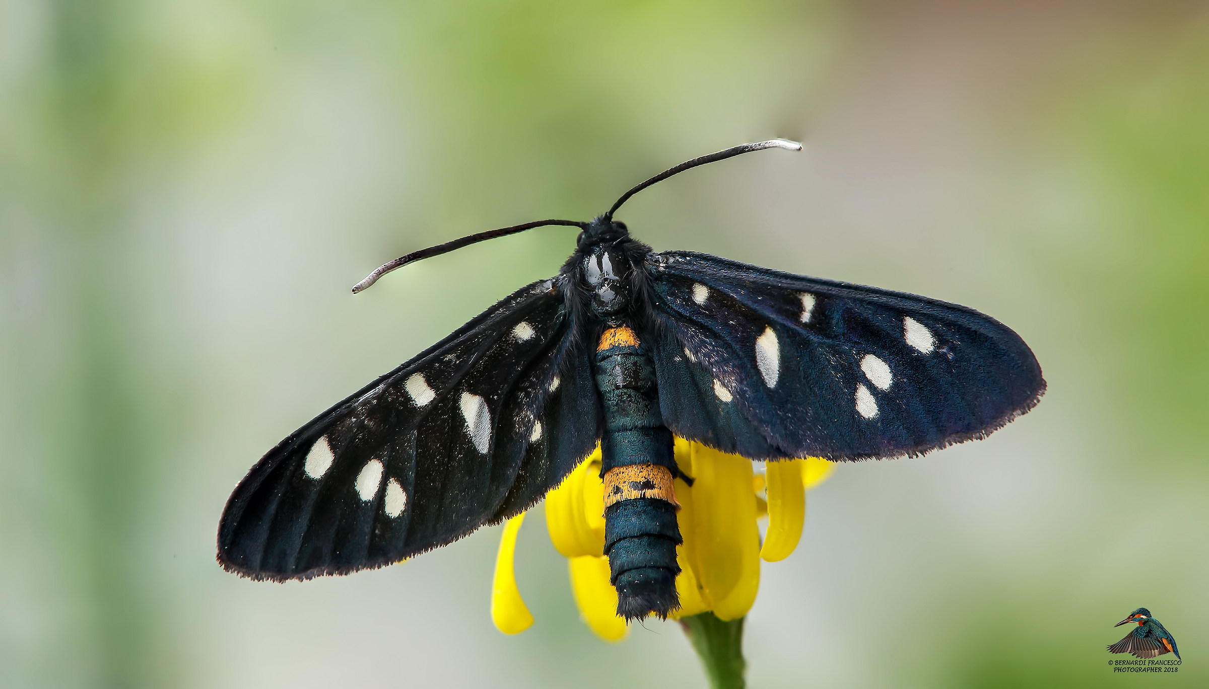 Zygaena Ephialtes
