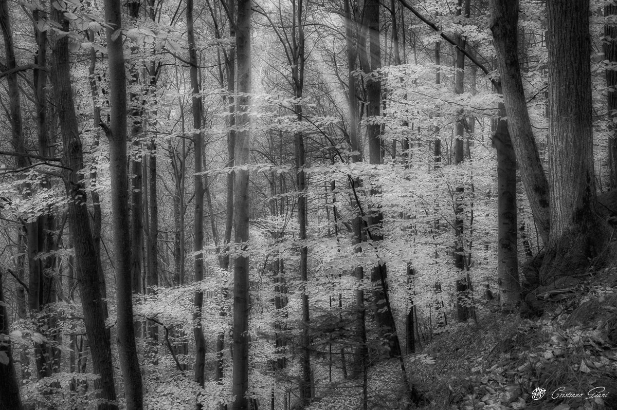 Pallidi raggi autunnali b/n