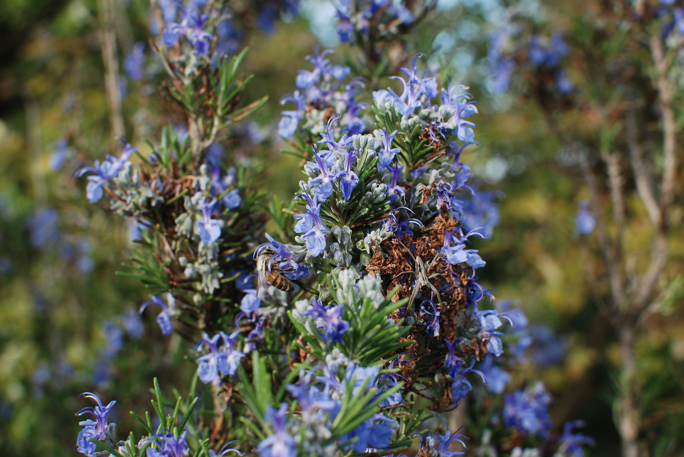 Bee at work and idle spider