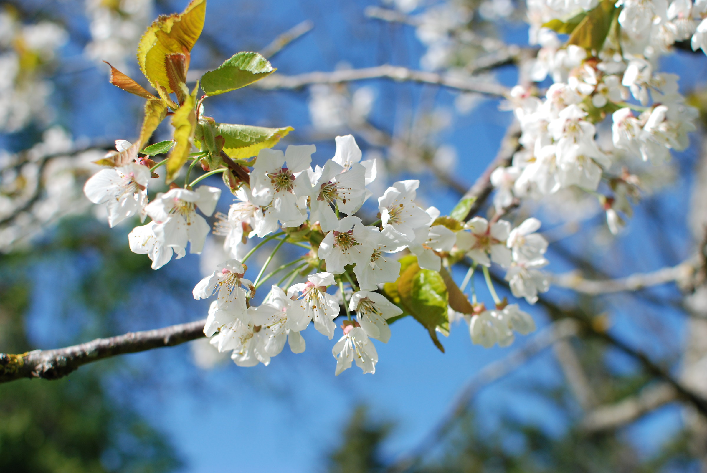 Fiori bianchi nel cielo blu