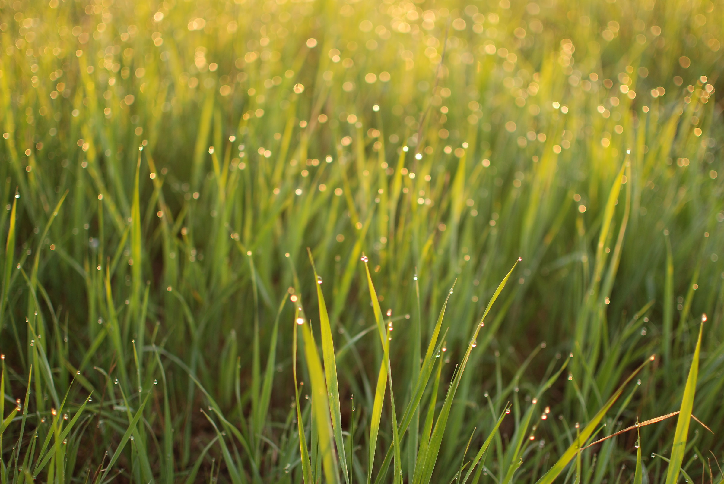 Perline di luce all'alba