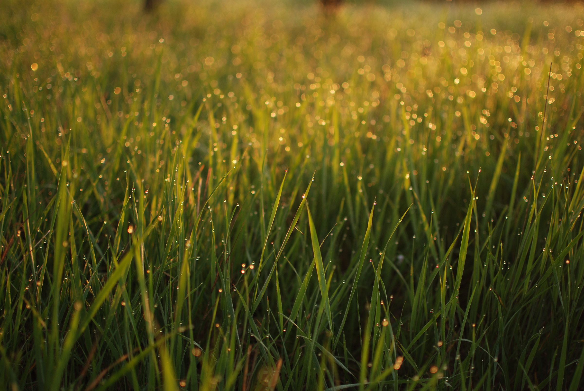 Perline di luce all'alba