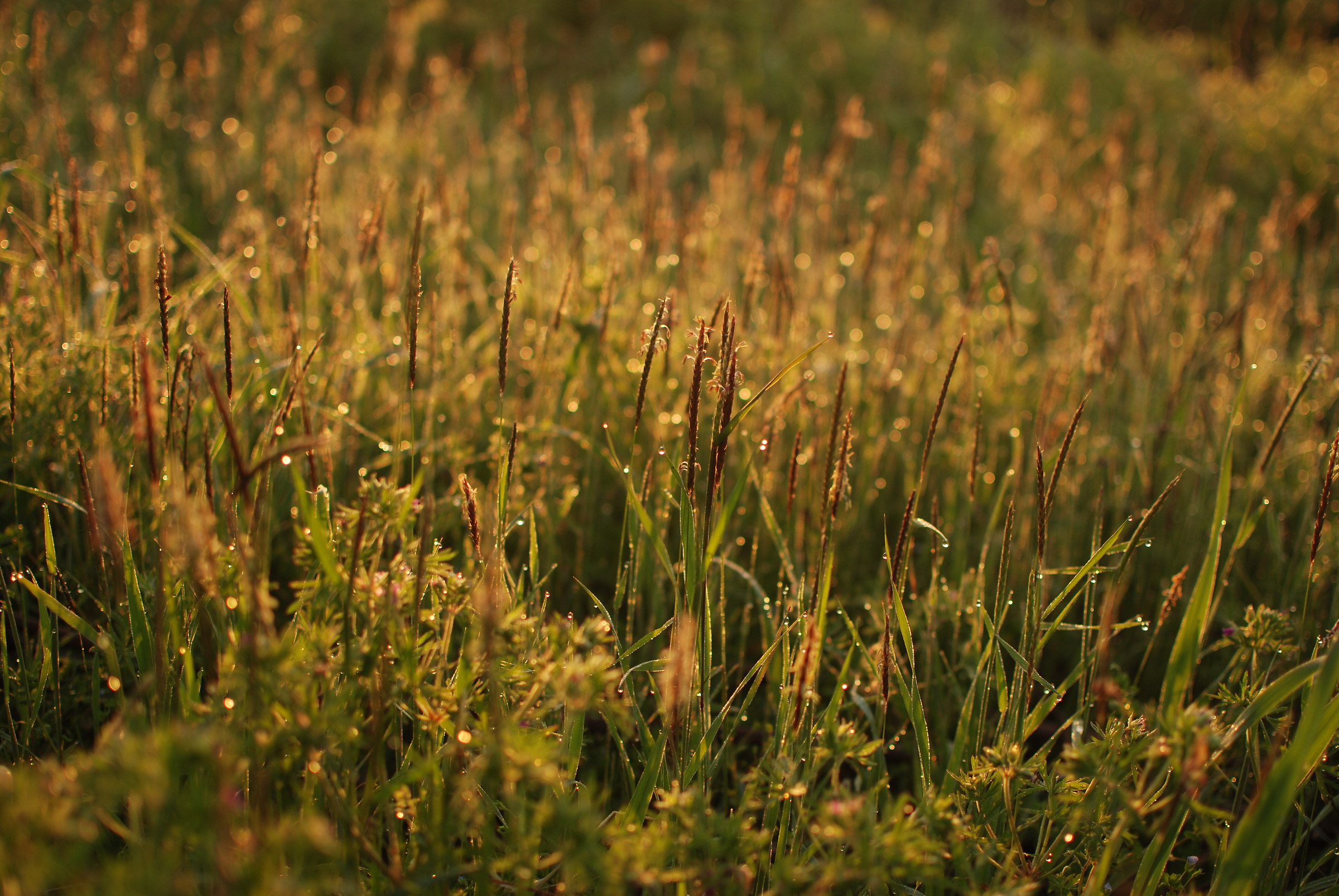 Rugiada in luce di alba