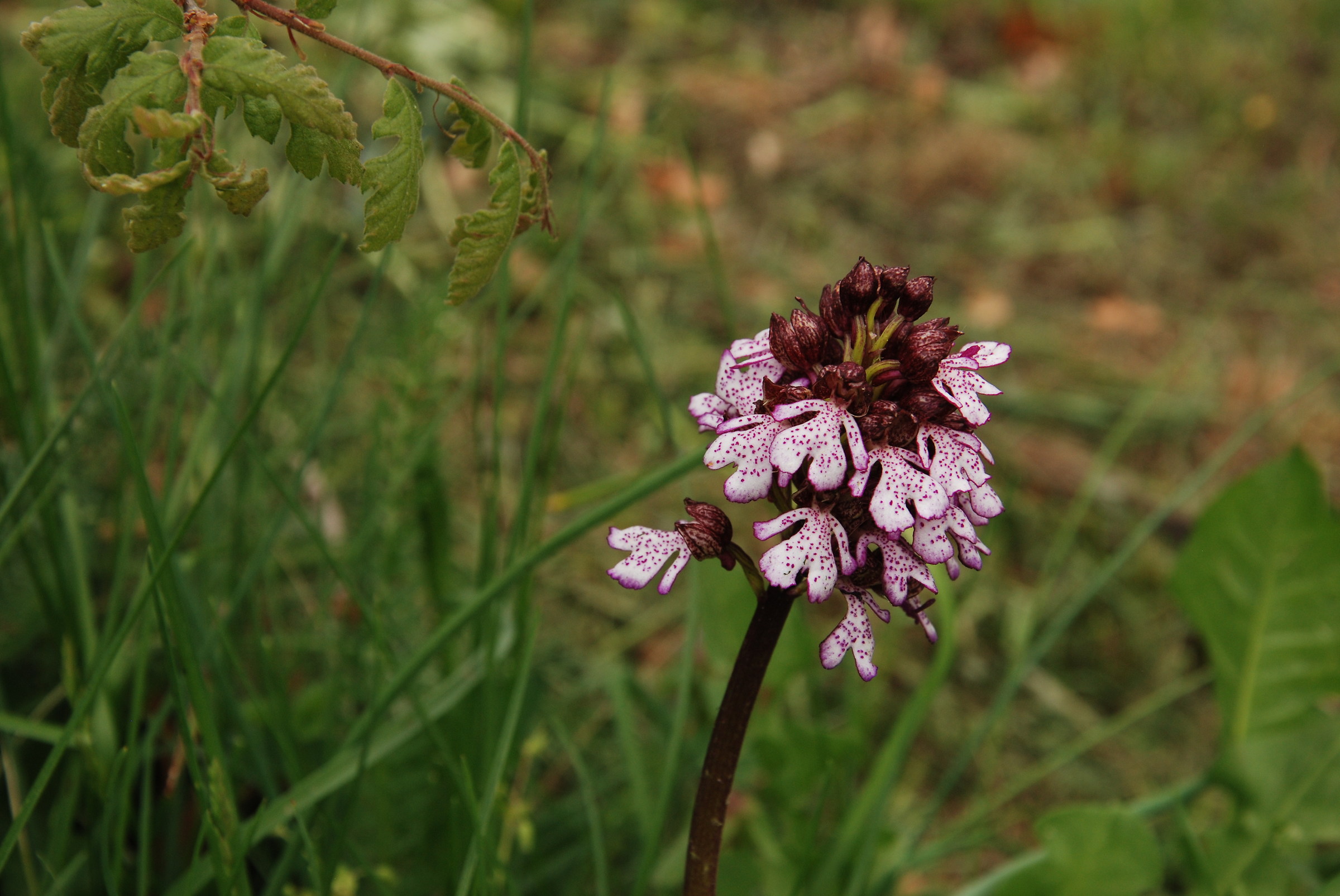 Orchidea selvatica e Omino