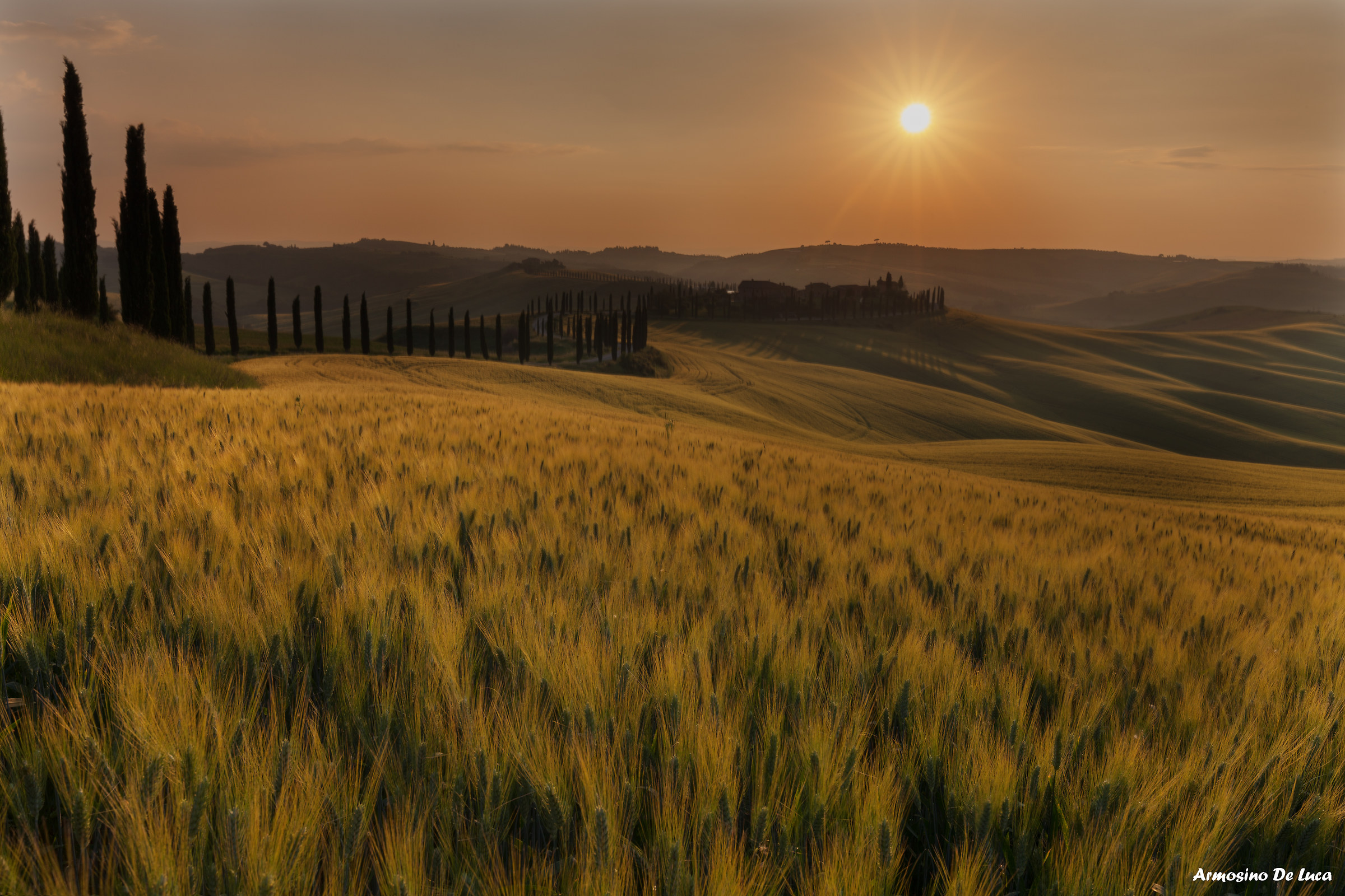 Tramonto sulle spighe di grano del podere Baccoleno.