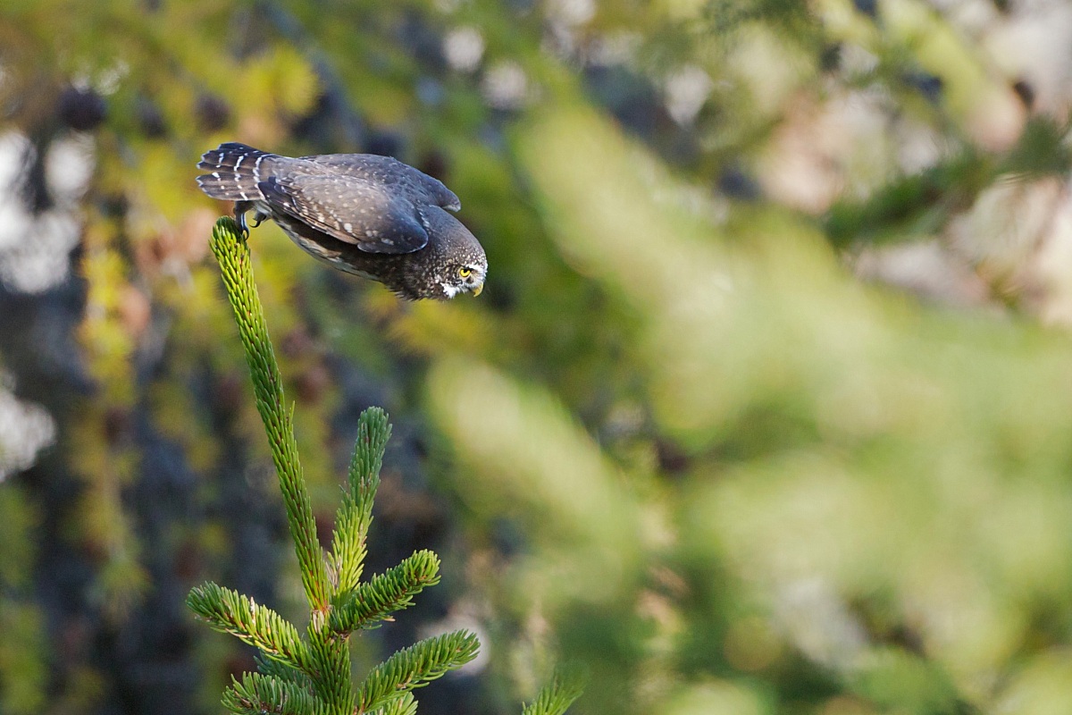 The start of the dwarf