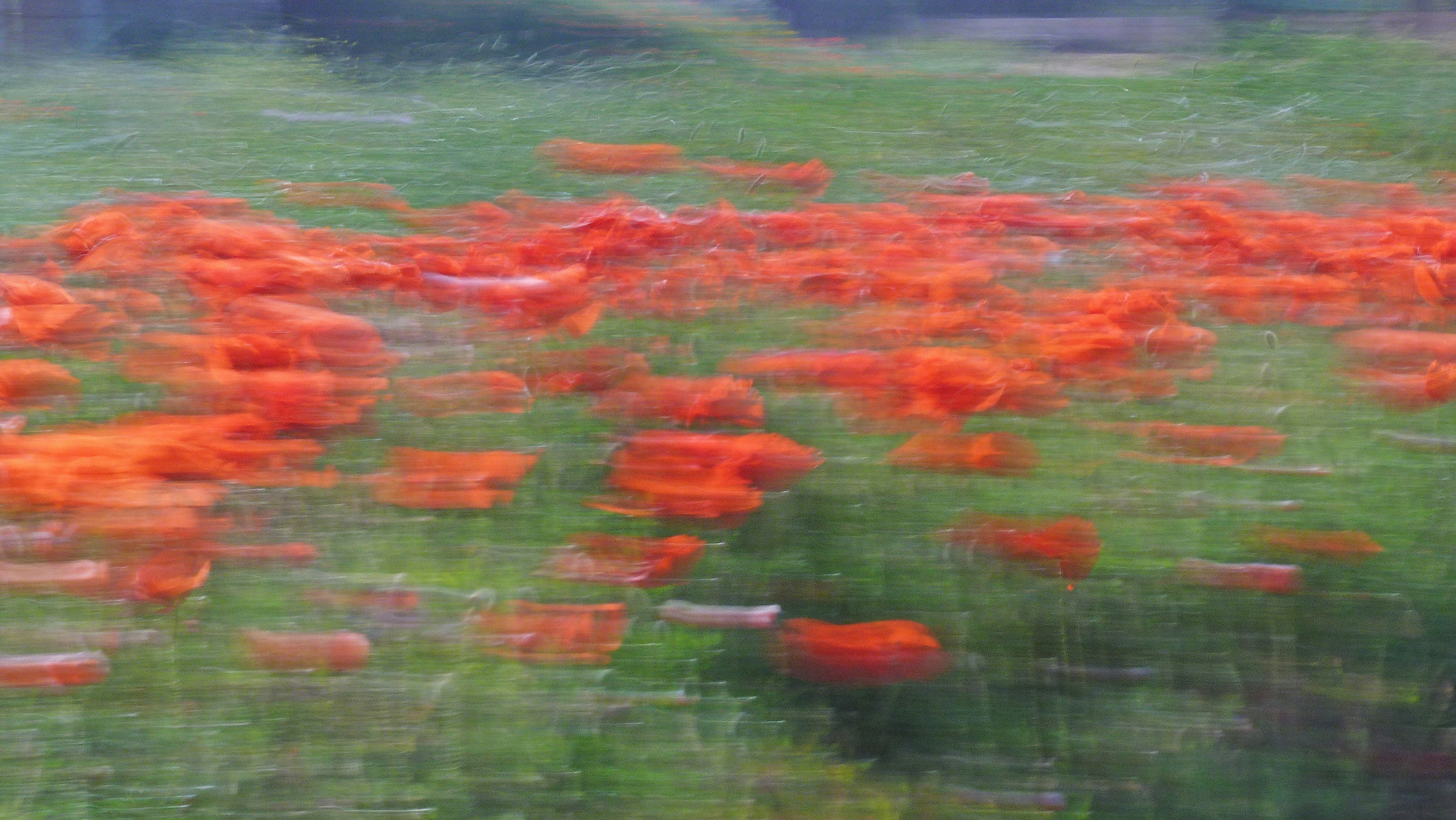 Poppy field