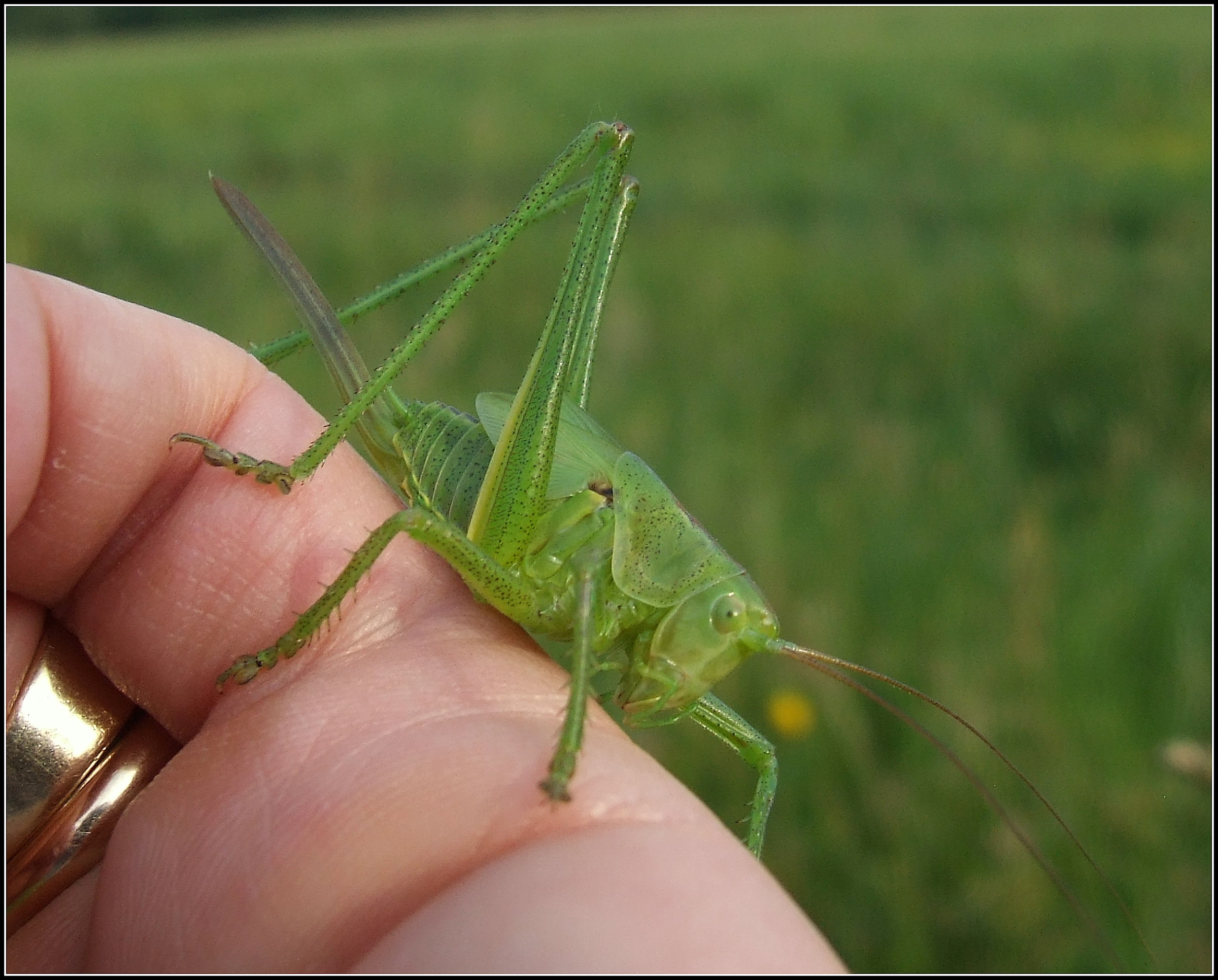 "Tettigonia Viridissima"