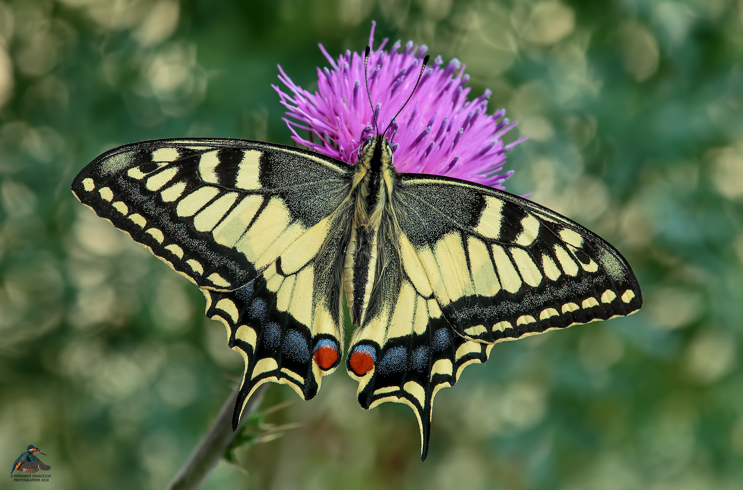 Papilio Machaon