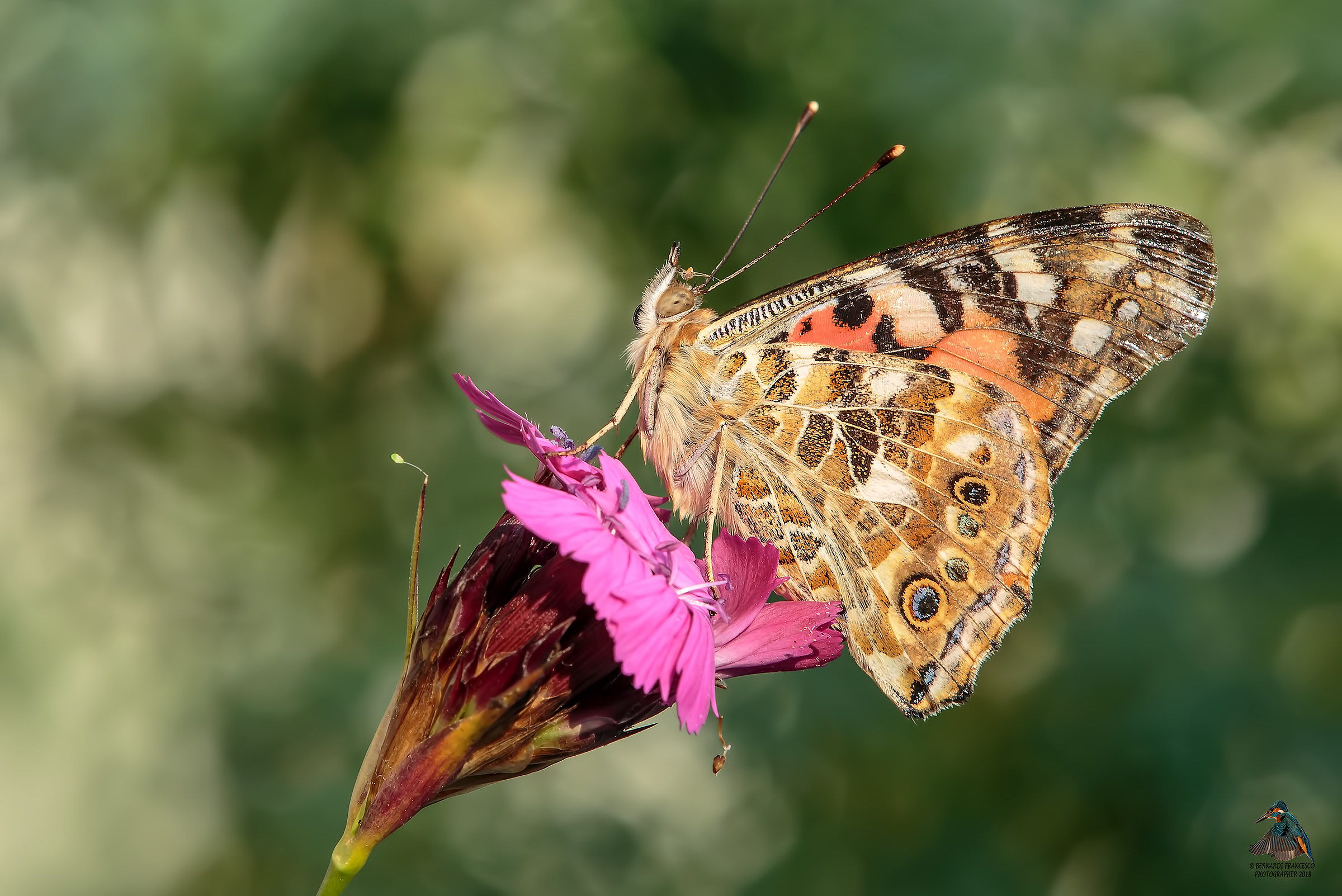 Vanessa cardui