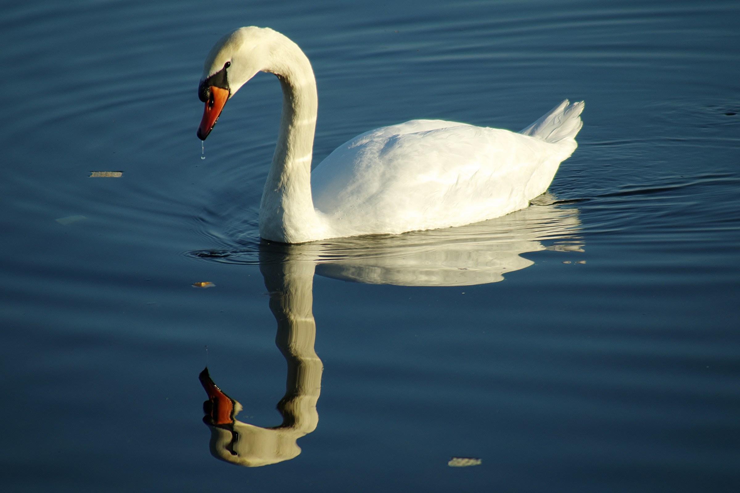 Ma quanto sarò bello!