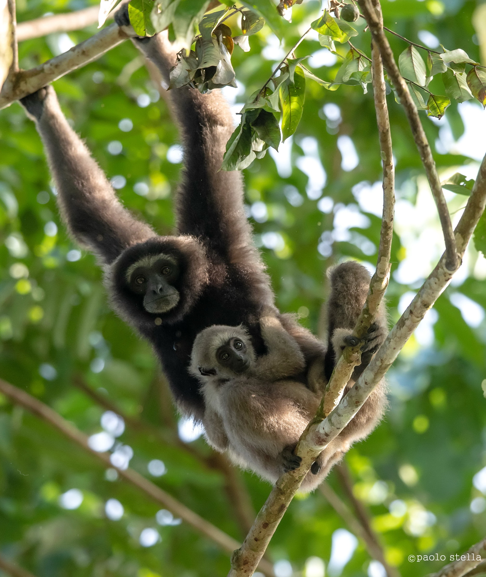 Gibboni di Müller (Hylobates muelleri)
