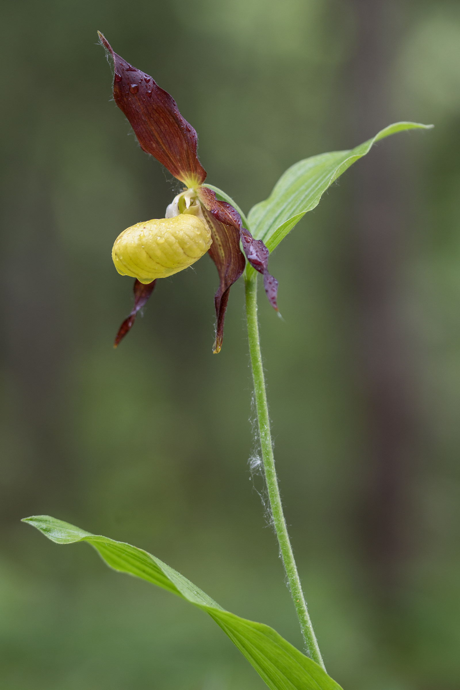 The Slipper of Venus