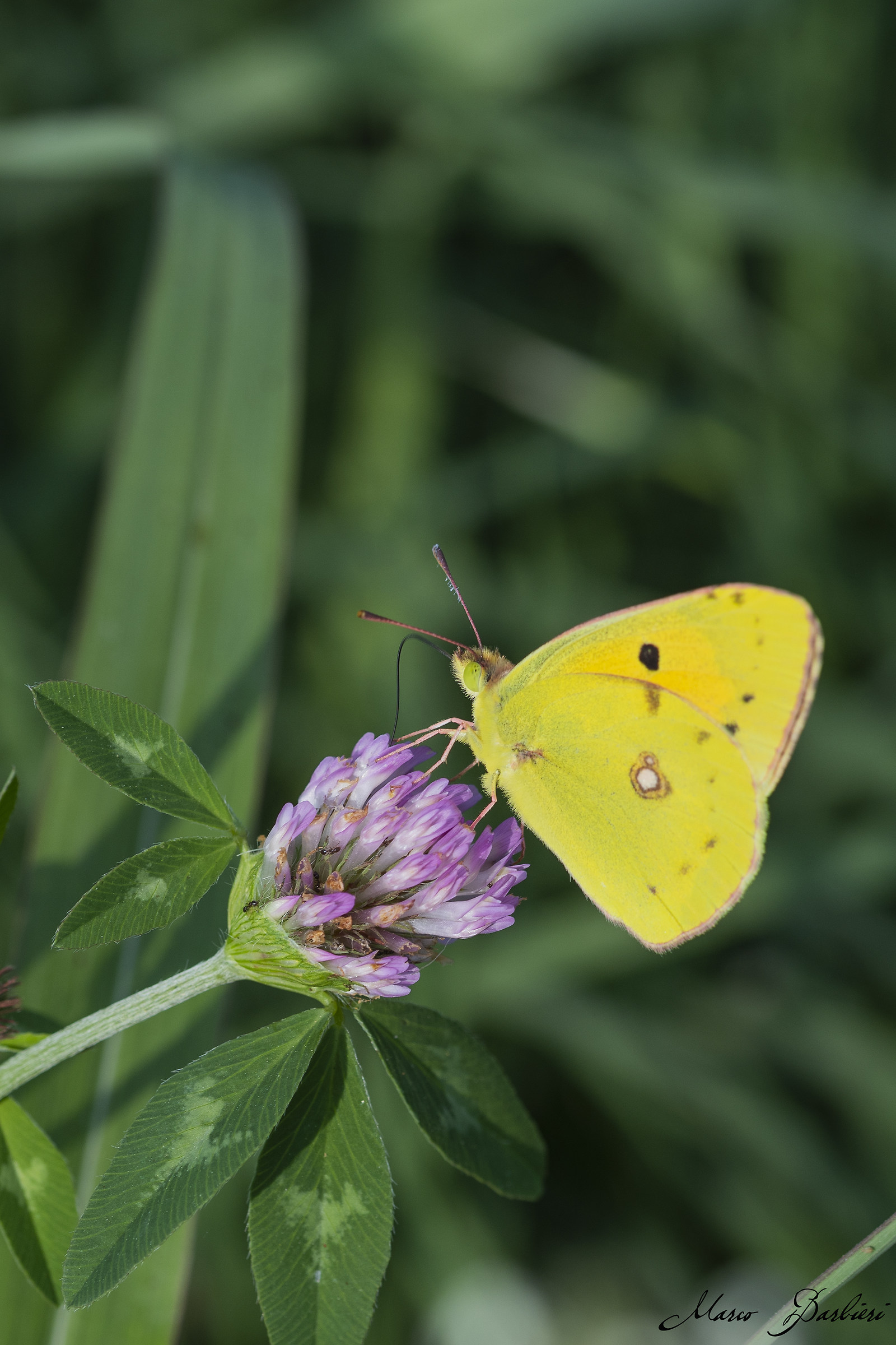 colias crocea