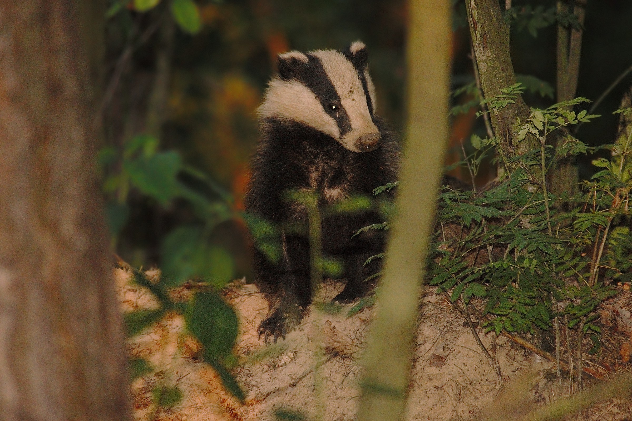 European badger (Meles meles)