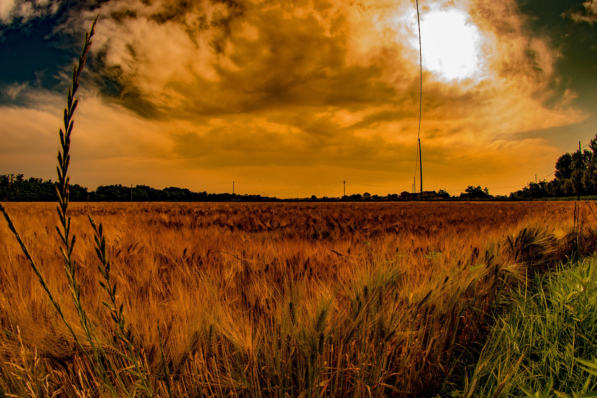 Grano sotto il sole cocente