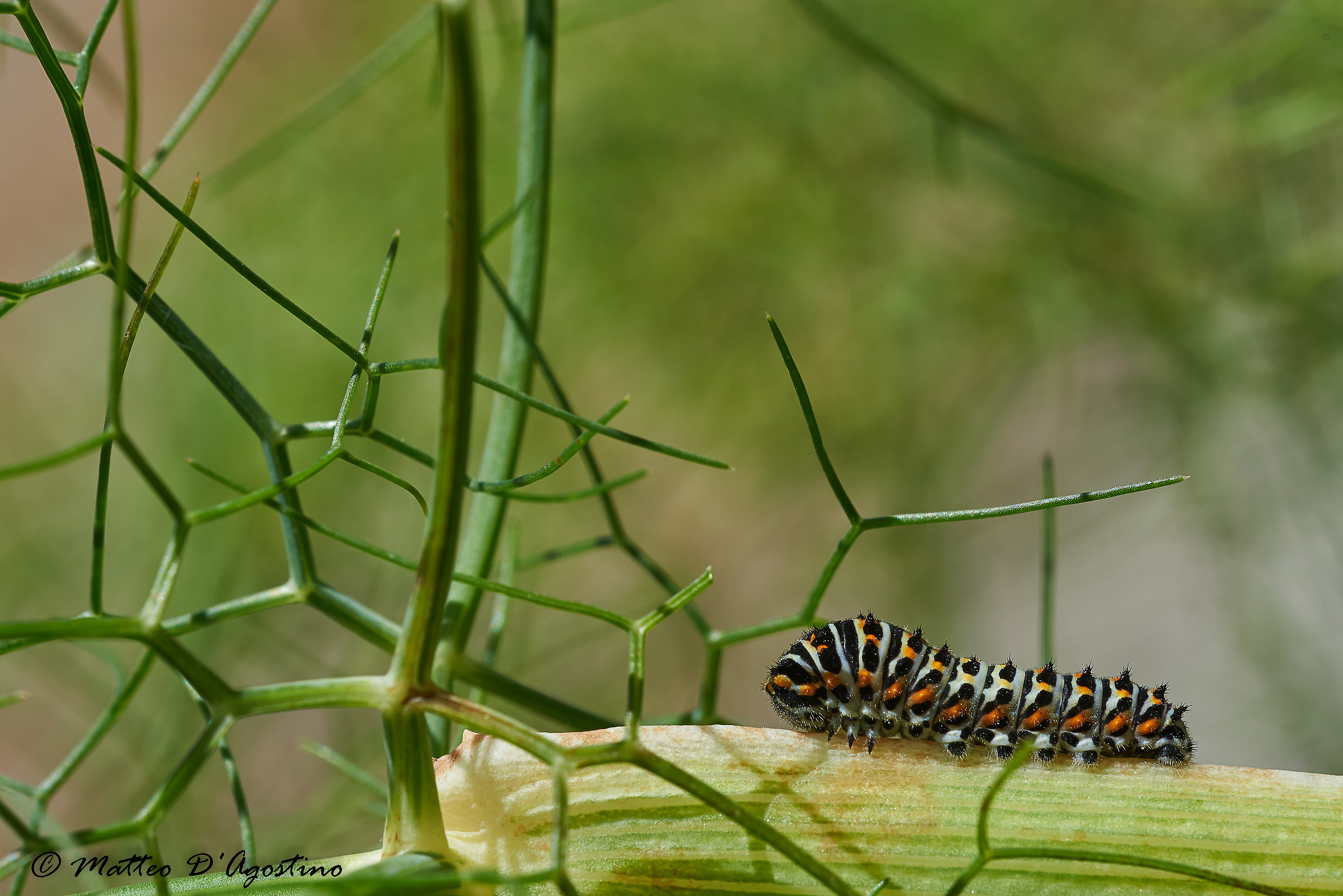 Bruco di Papilio machaon