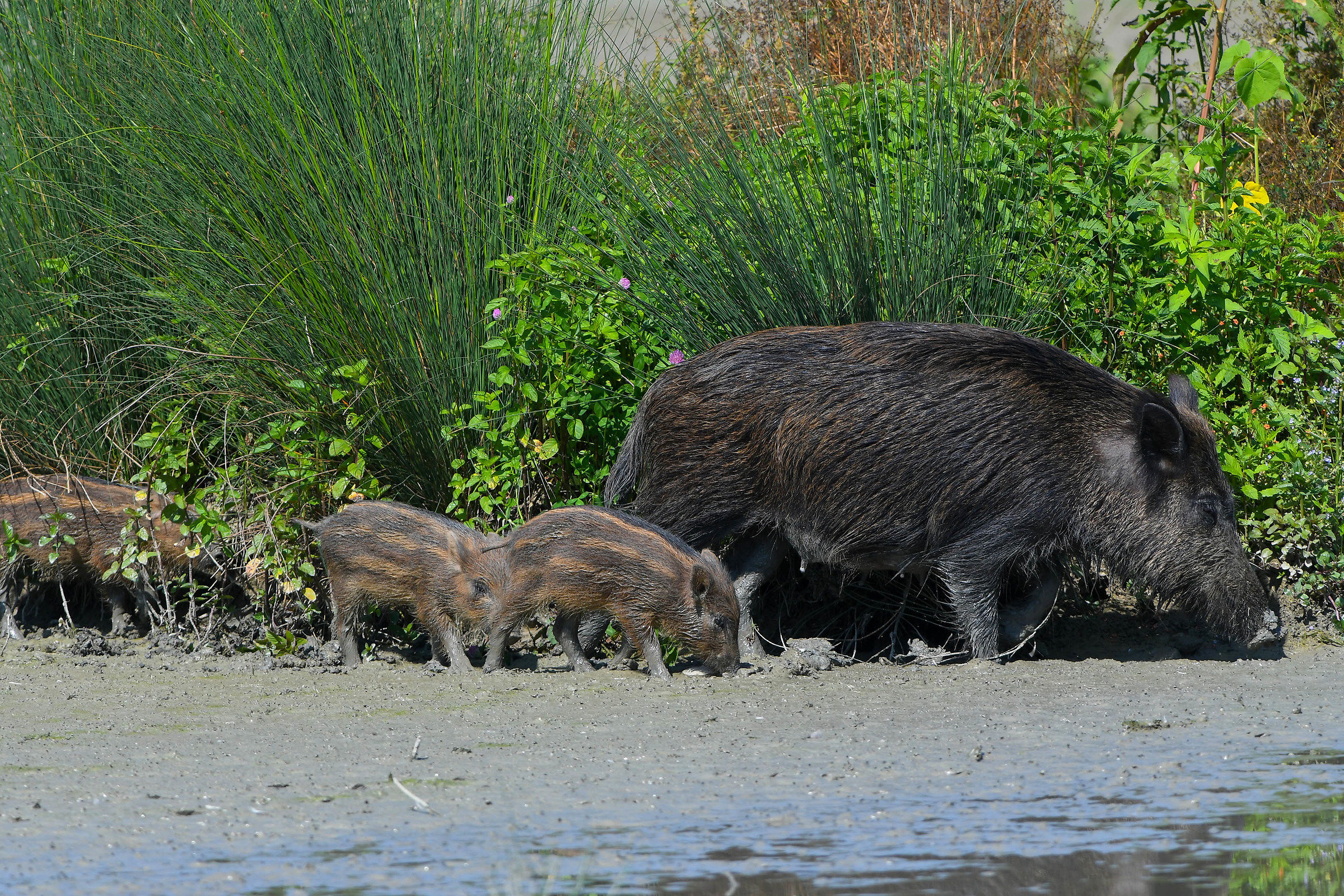Walking in the Oasis