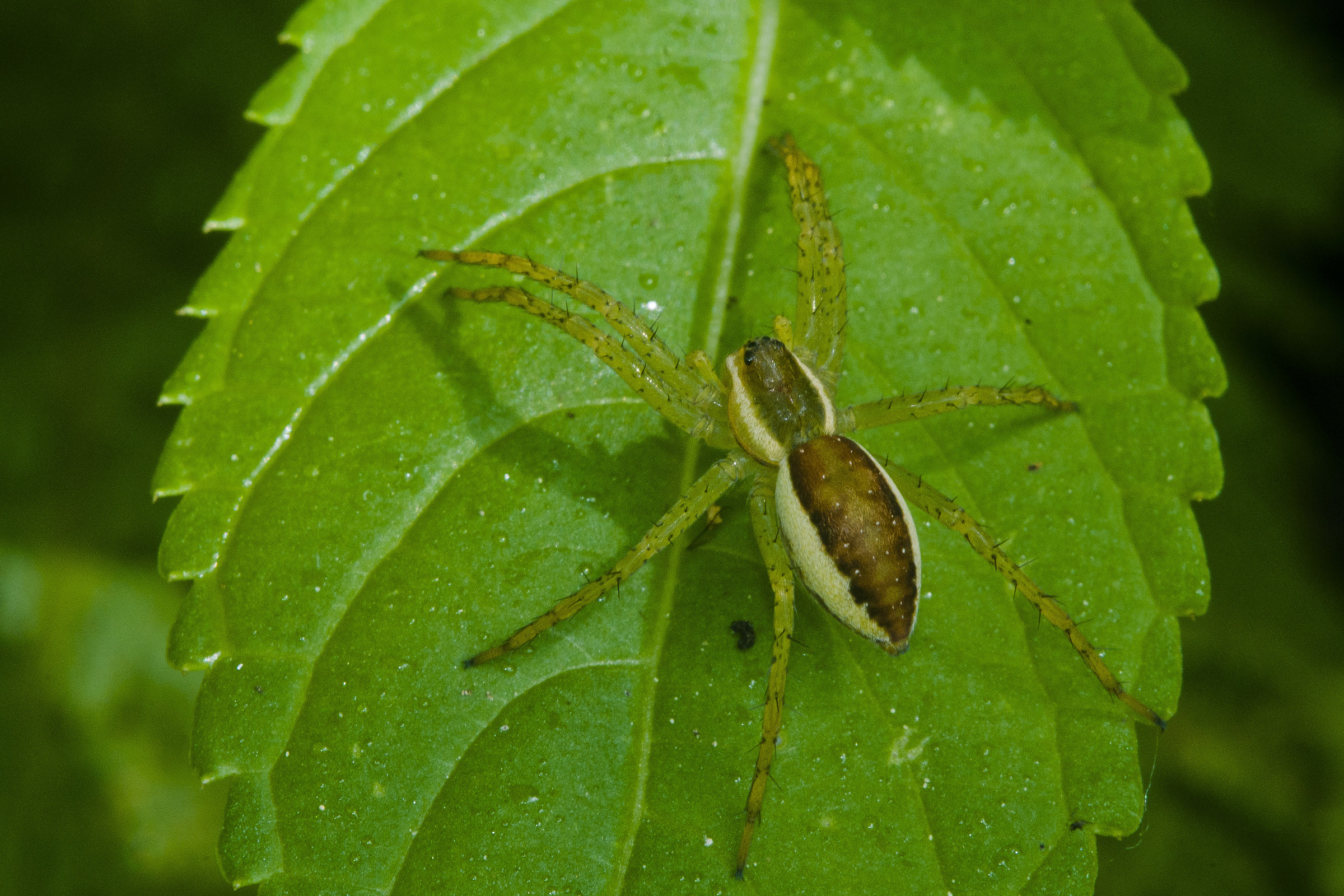 Dolomedes fimbriatus