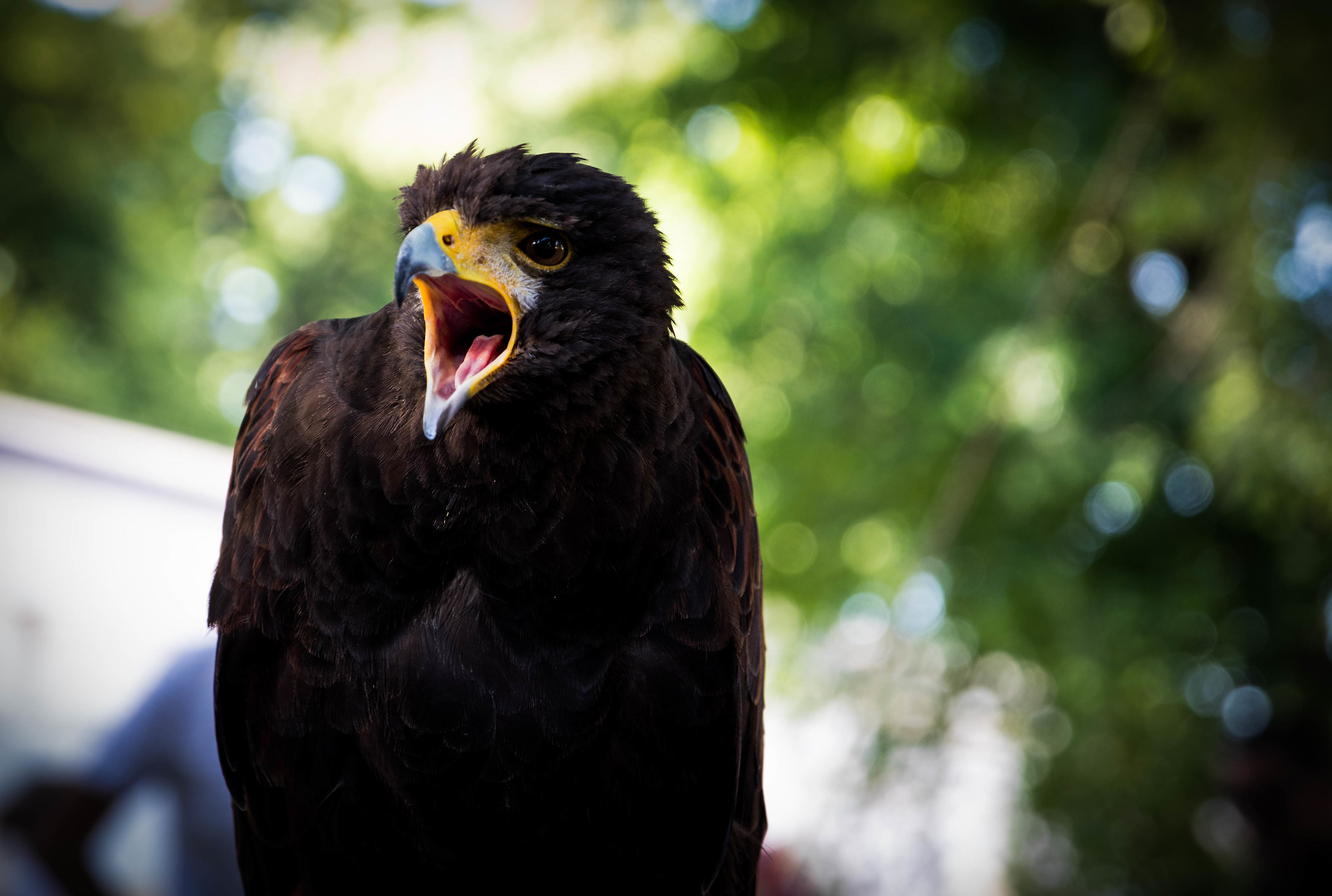 Hawk in Lucca medievale