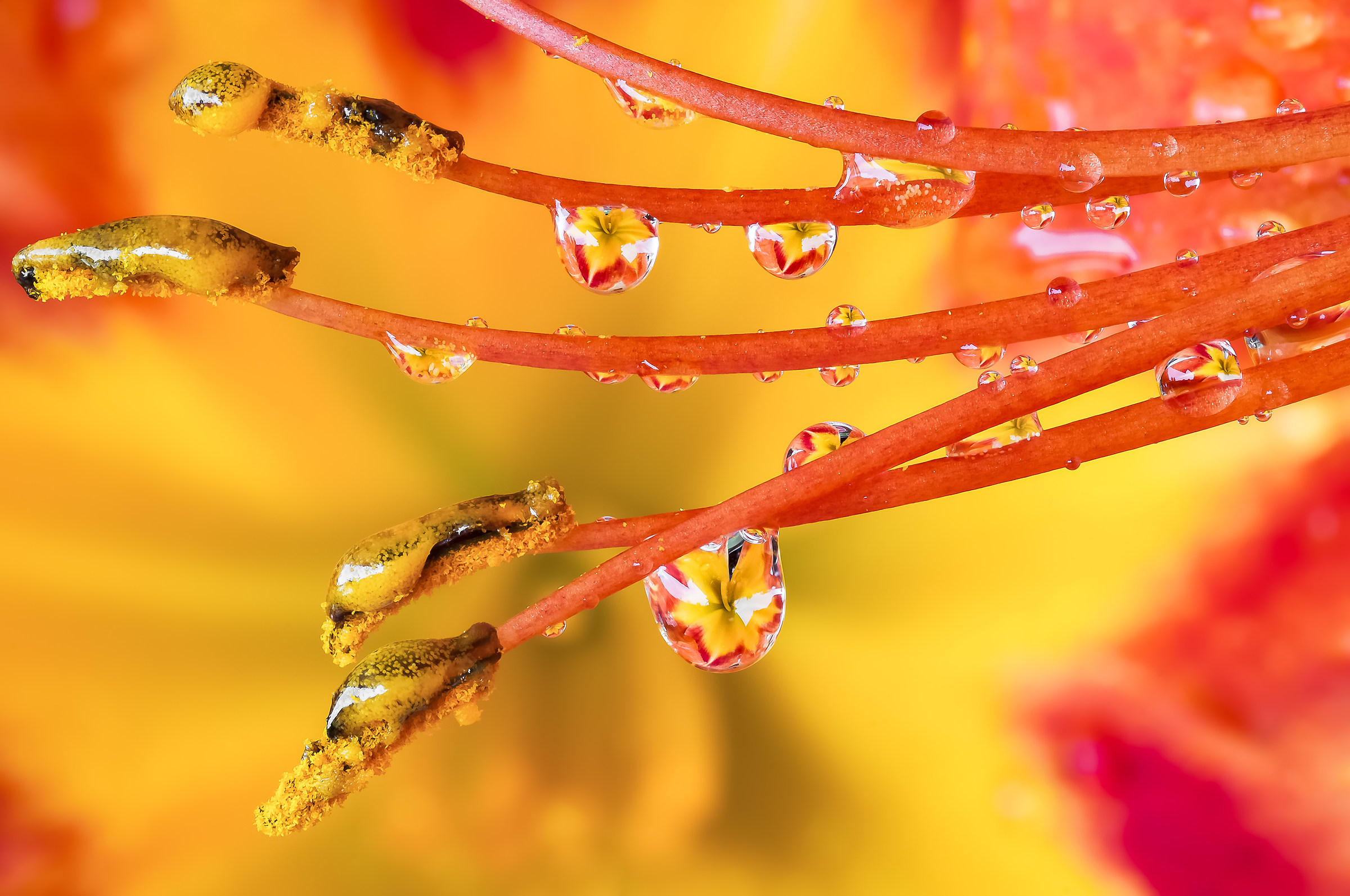 Giglio Selvatico Drops e Flowers Gocce e Fiori Riflessi