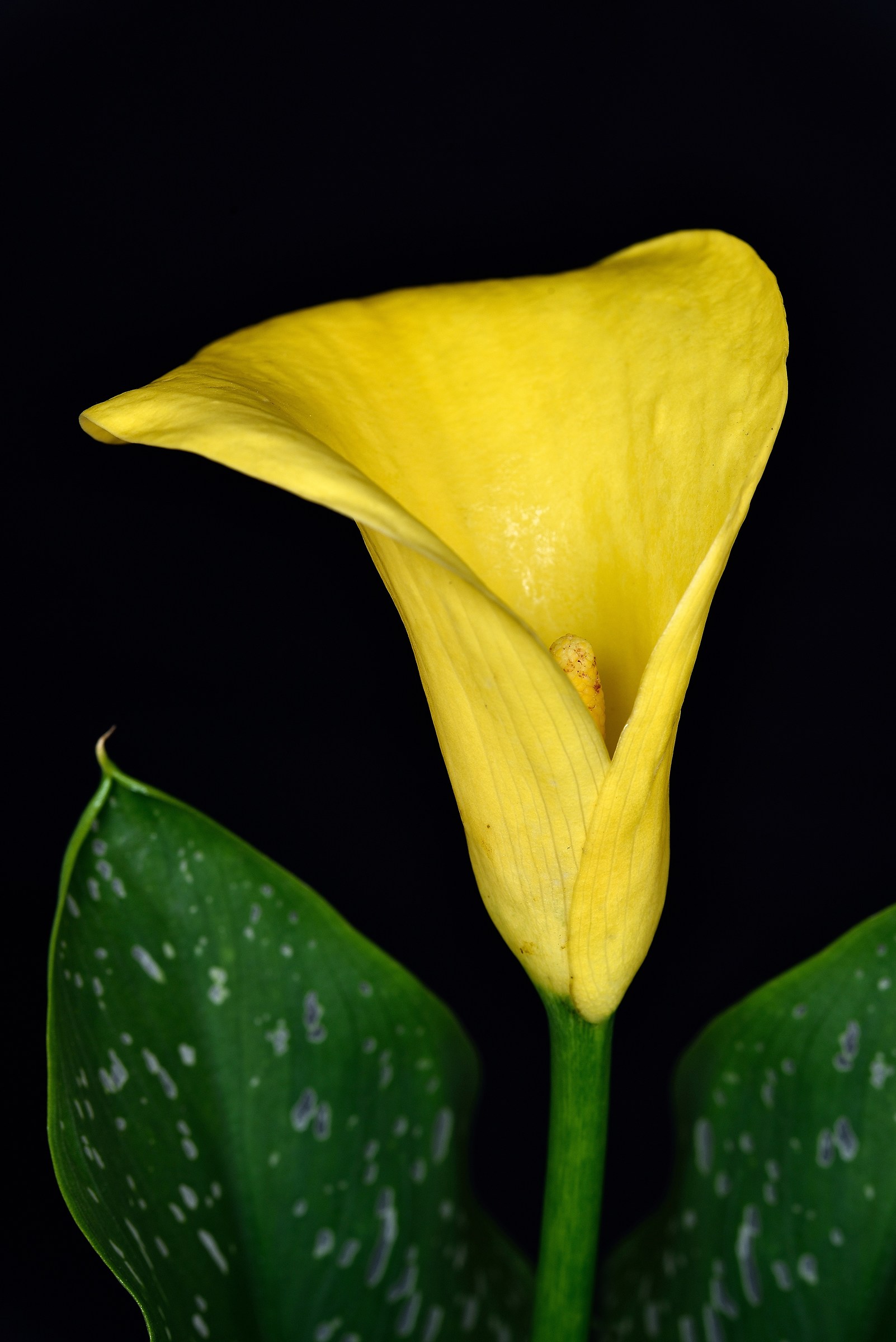 My wife's yellow Calla