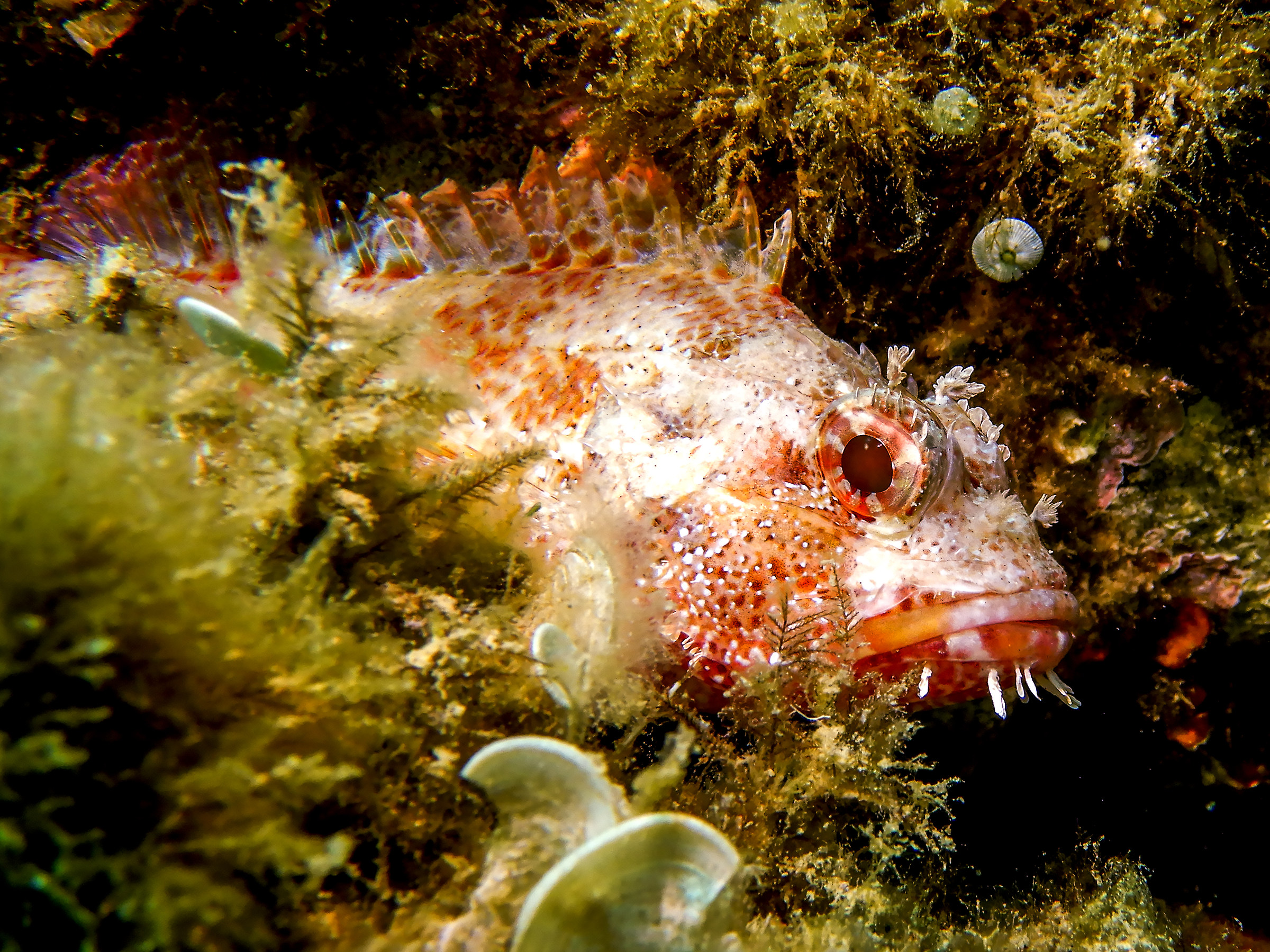 Redfish-Scorpaena sp.