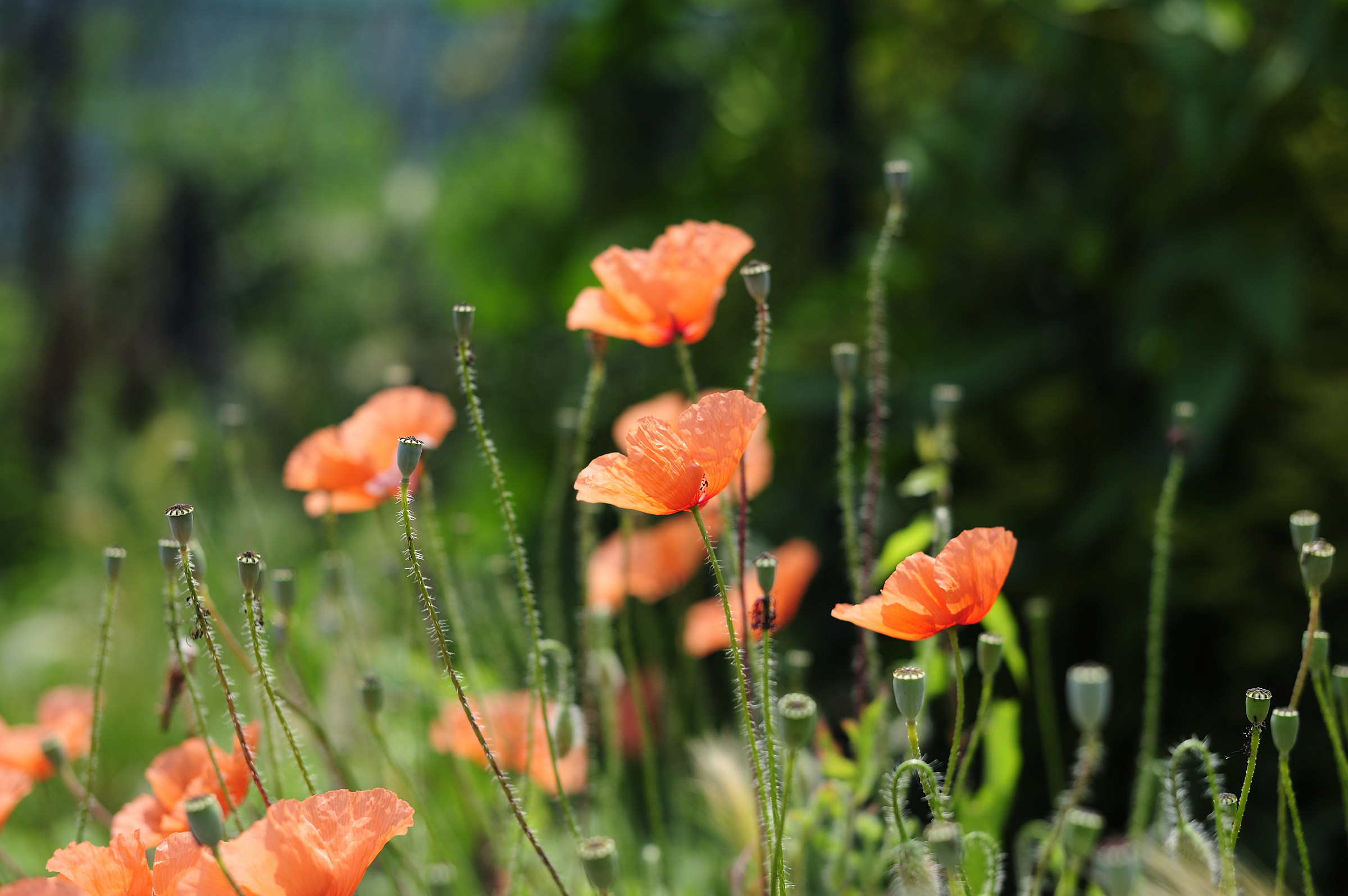 Poppies...