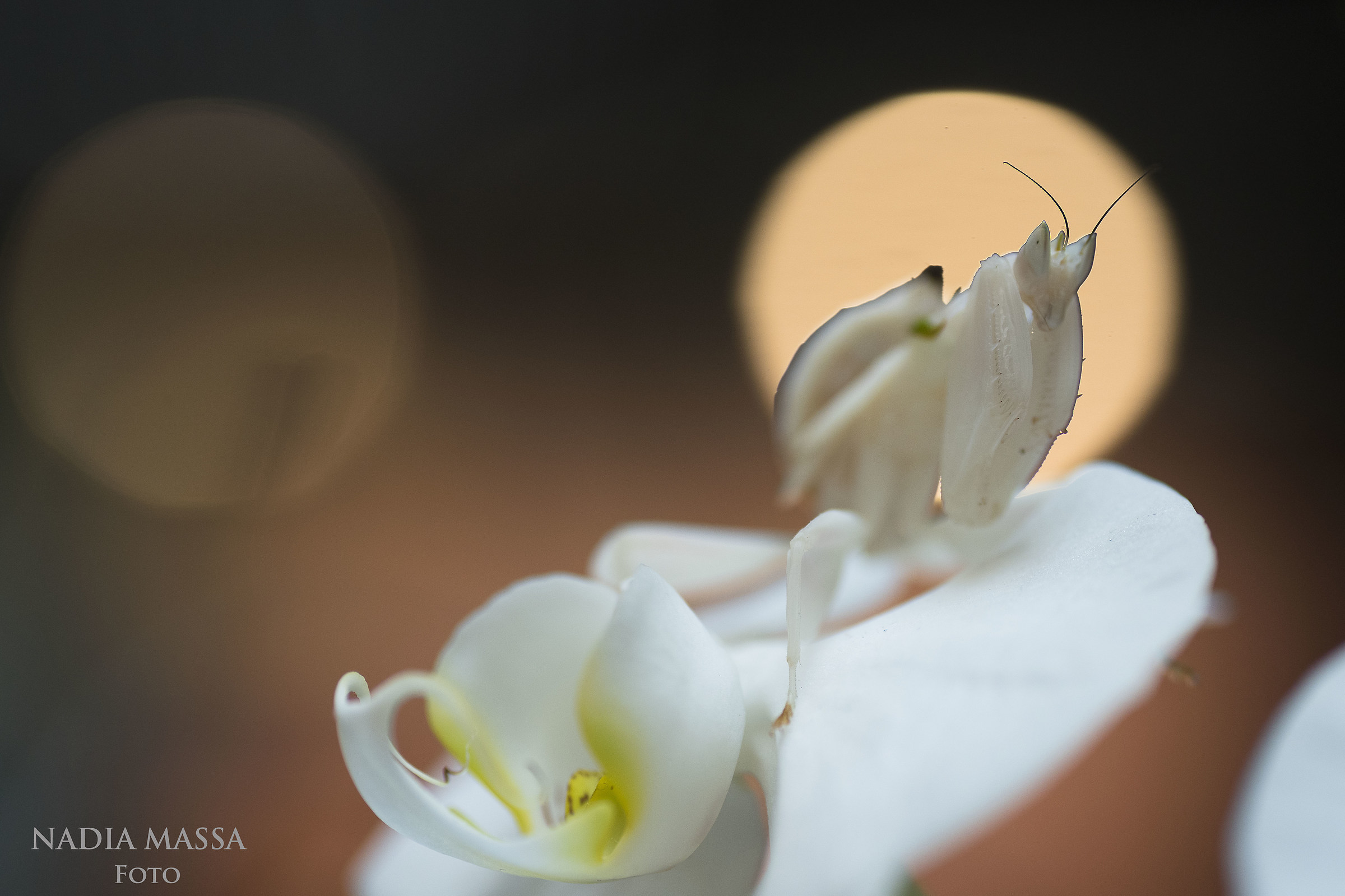 Mantide orchidea (cattività)