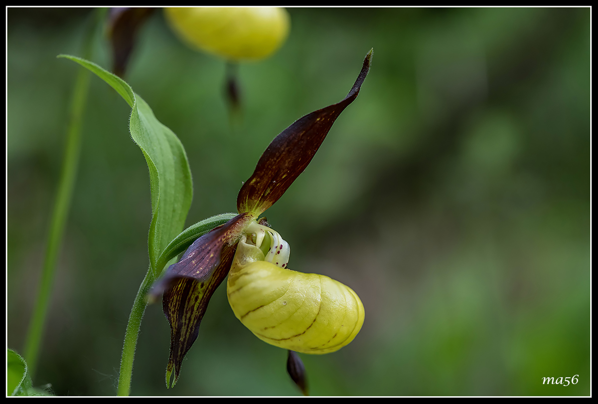 Pianella of Our Lady