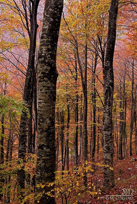 Nebbiolina d' autunno in Val d'Arzino