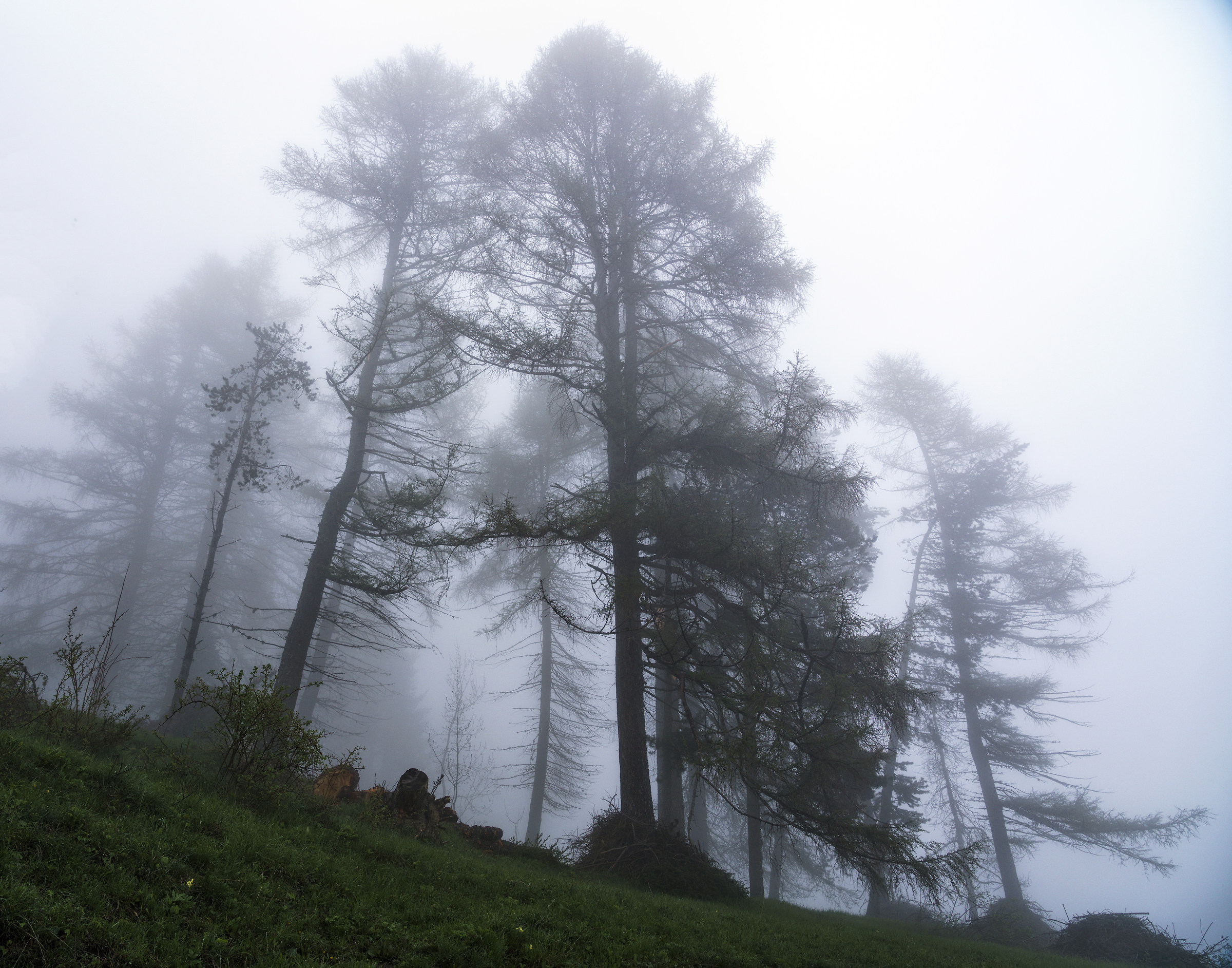 Like ghosts in the Fog