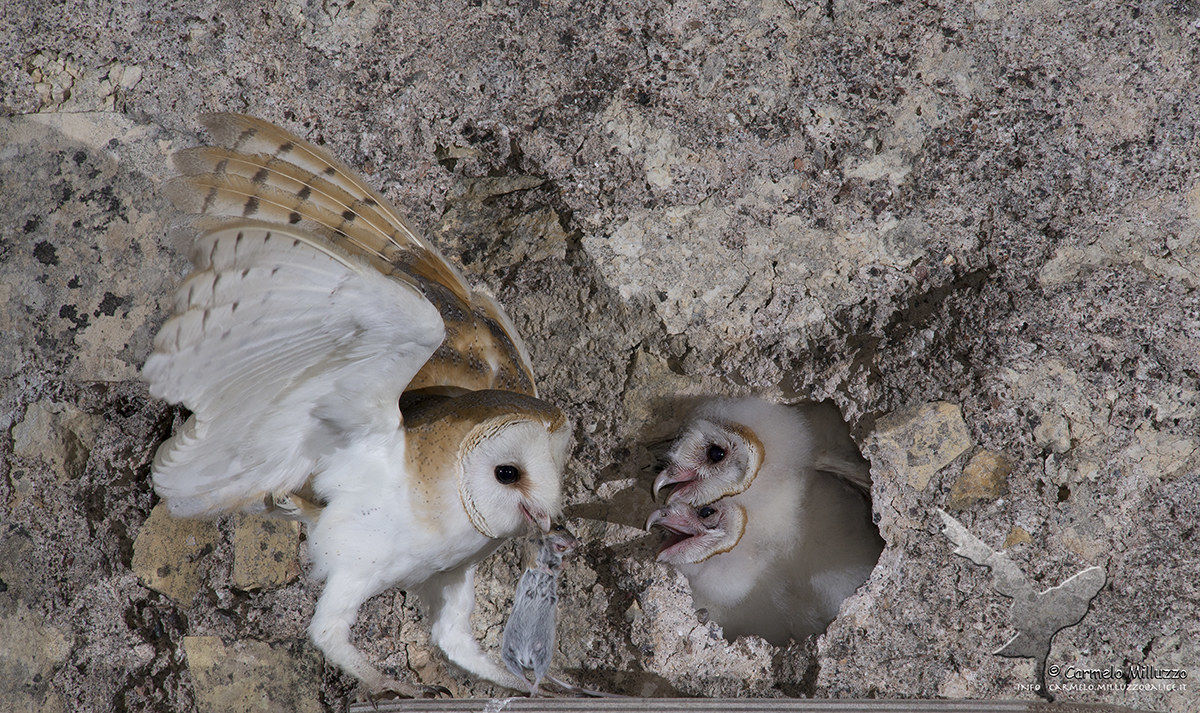 Tyto alba _ Barbagianni _