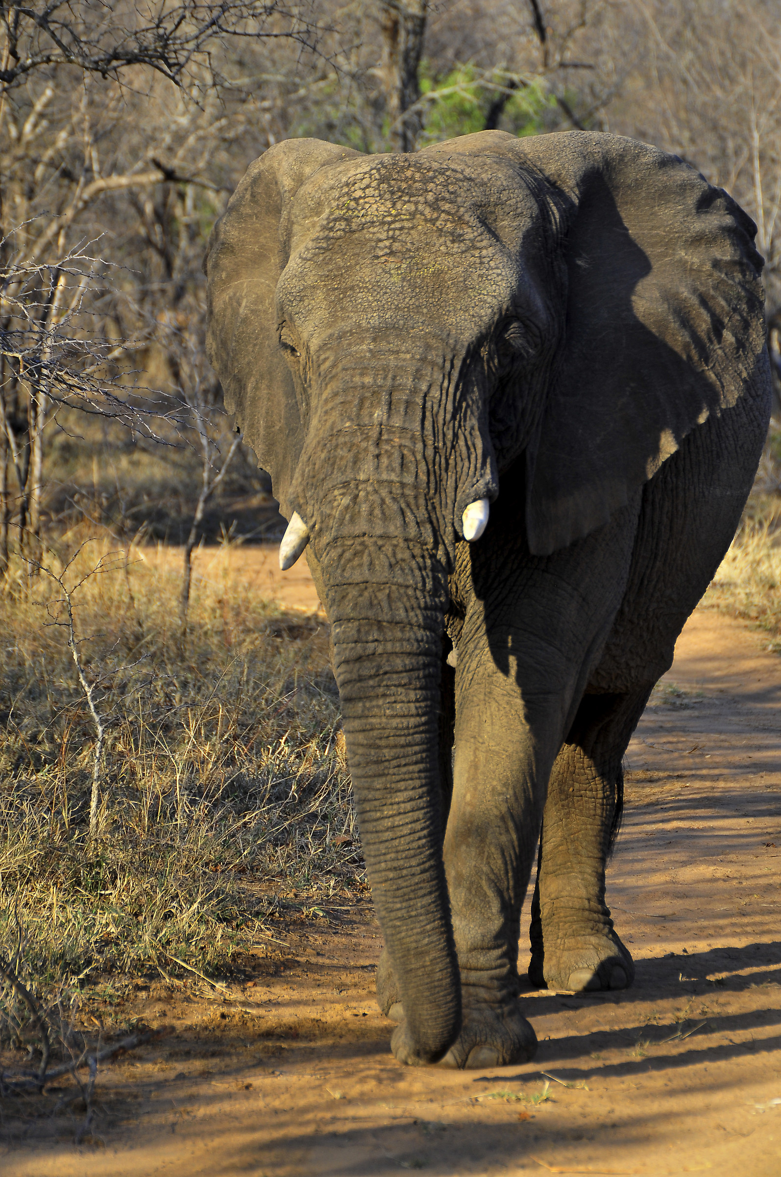 Walking with a giant