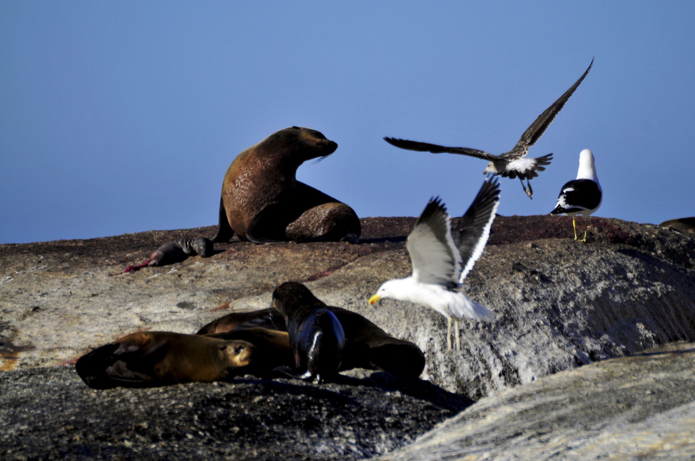 Predators of unborn children