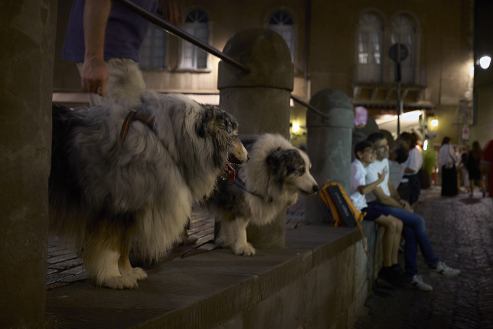 Beautiful animals on the walk