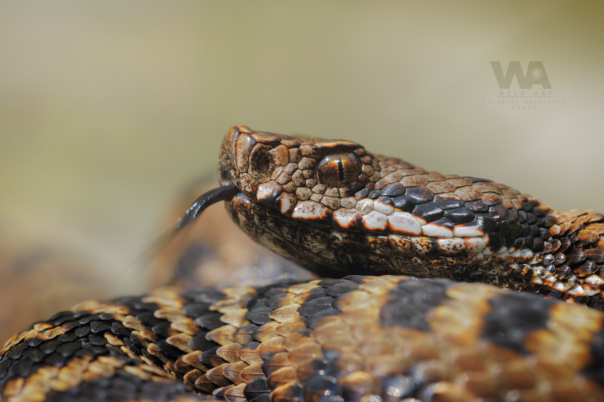 Between the scales of the Aspis