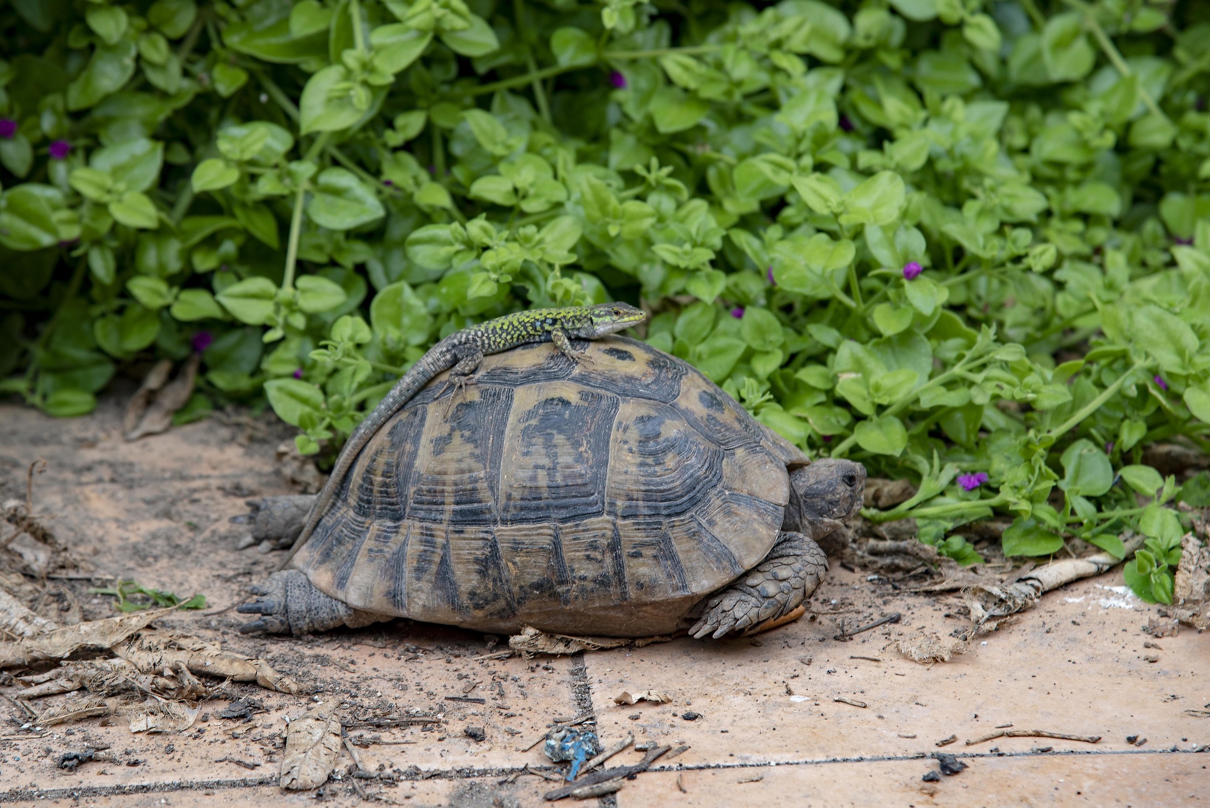scene della vita di un cortile