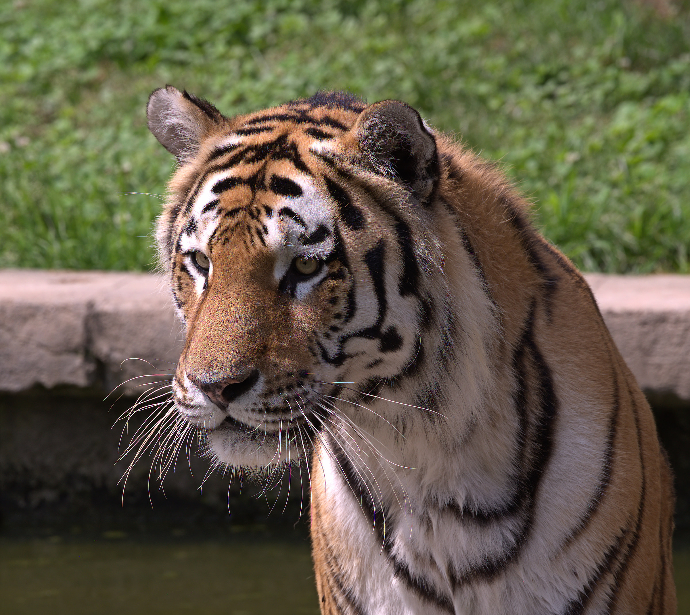 Tiger while aiming...