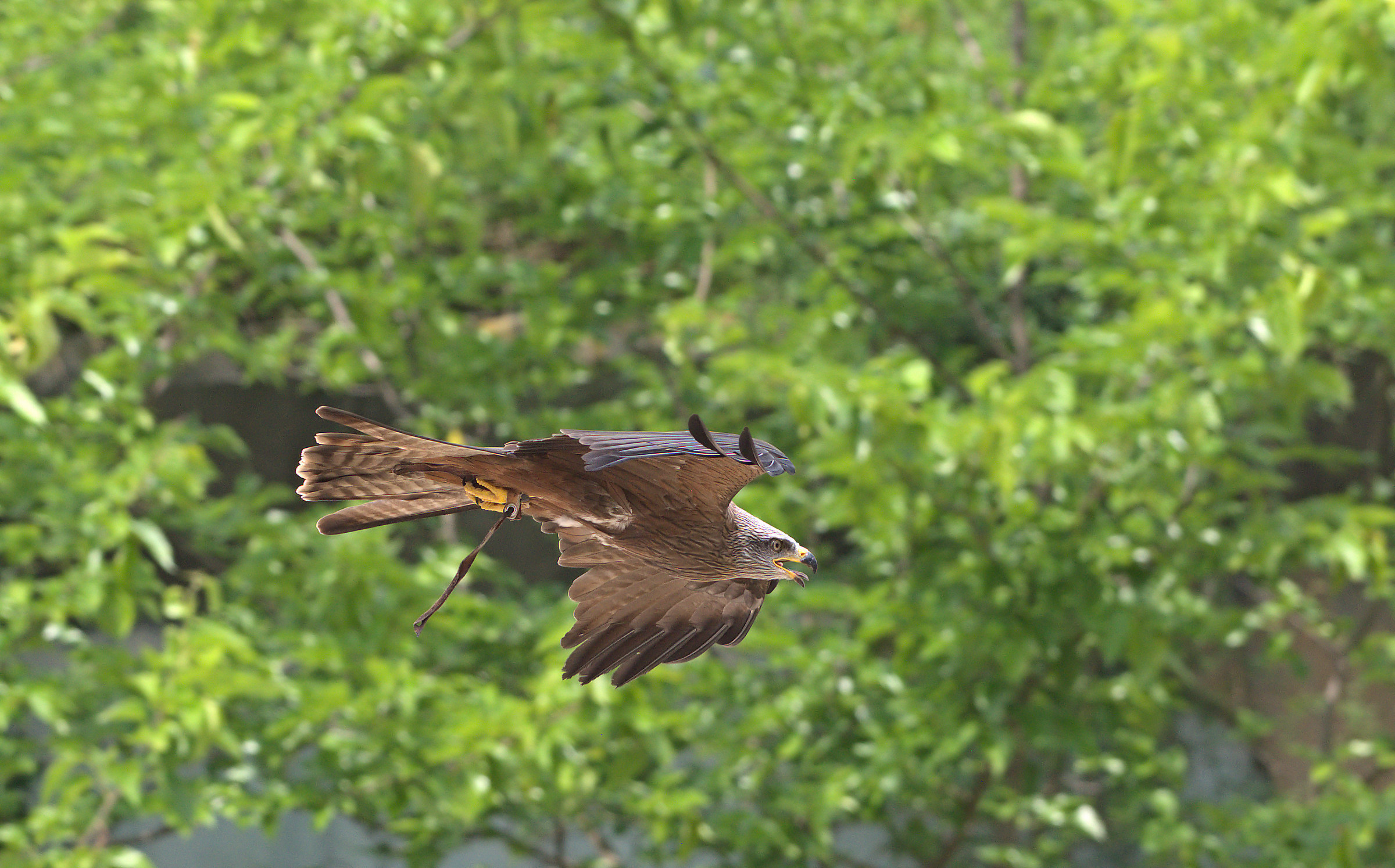 Brown Kite