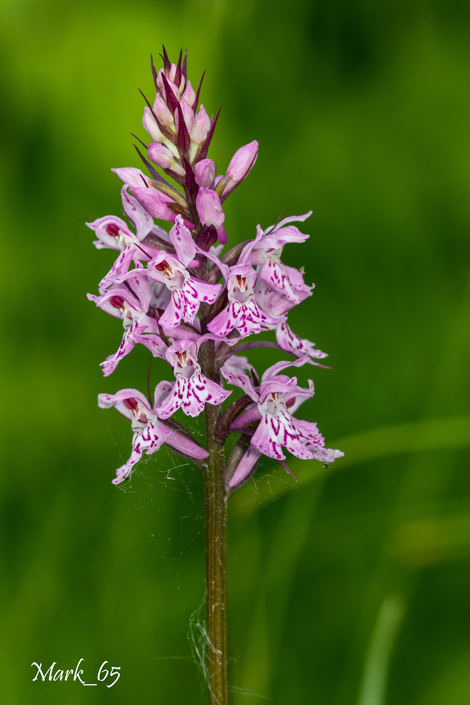 Dactylorhiza fuchsii