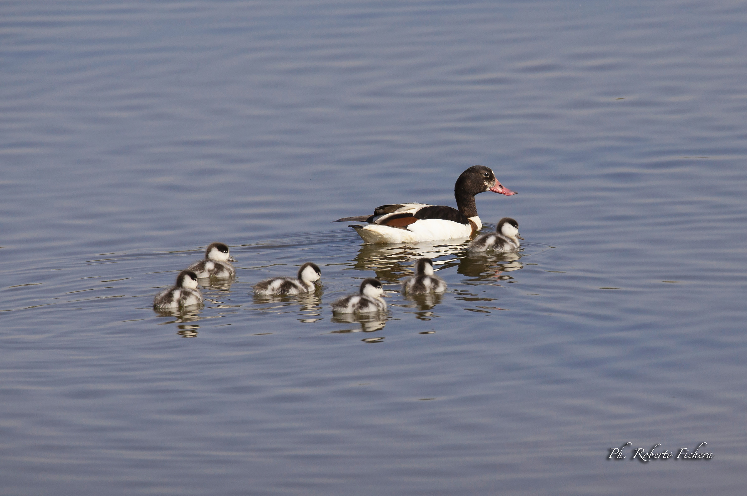 Volpoca con i piccoli