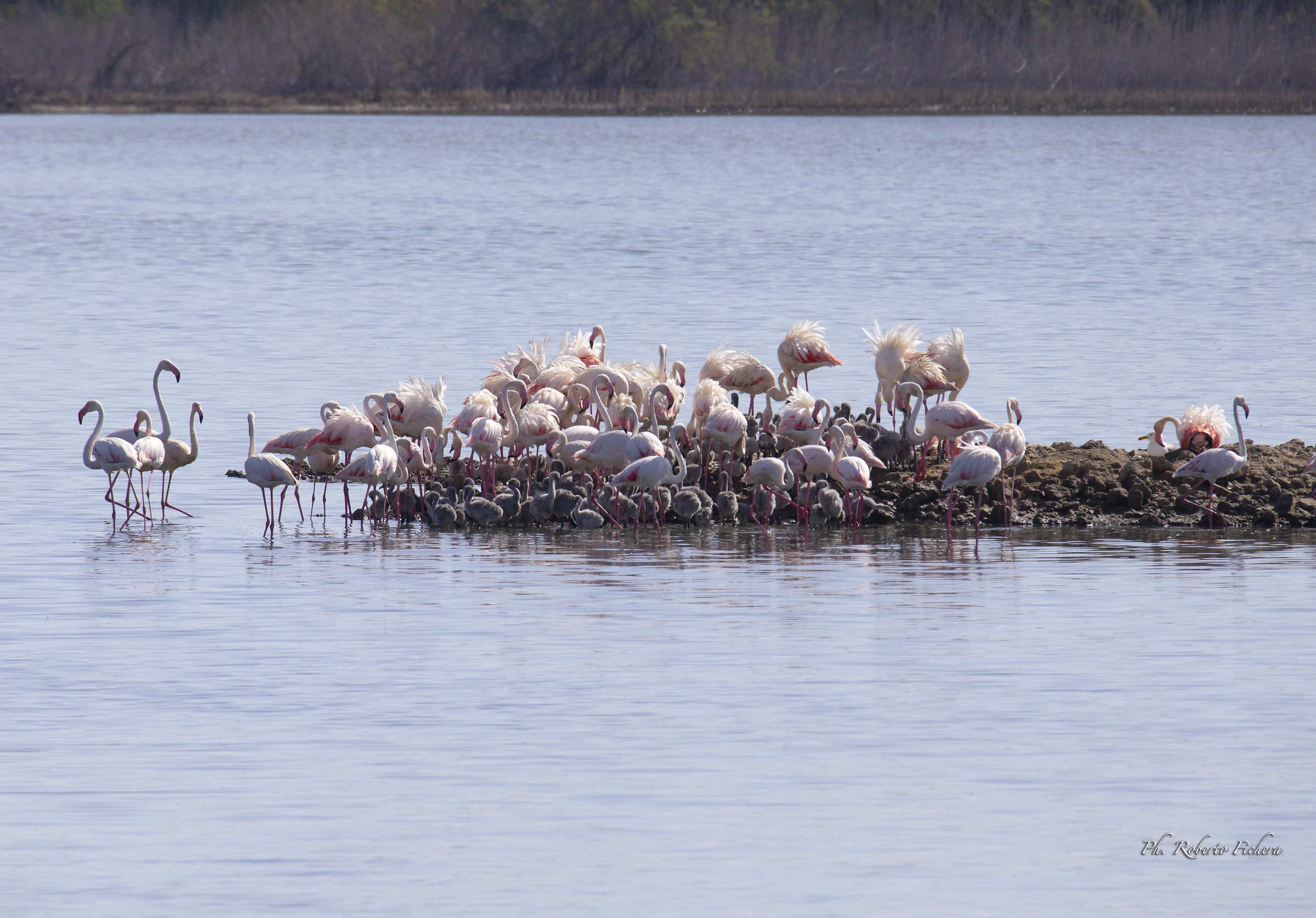 Fenicotteri con i pulcini