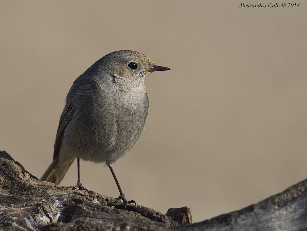 Phoenicurus ochruros (Codirosso spazzacamino F) 0243